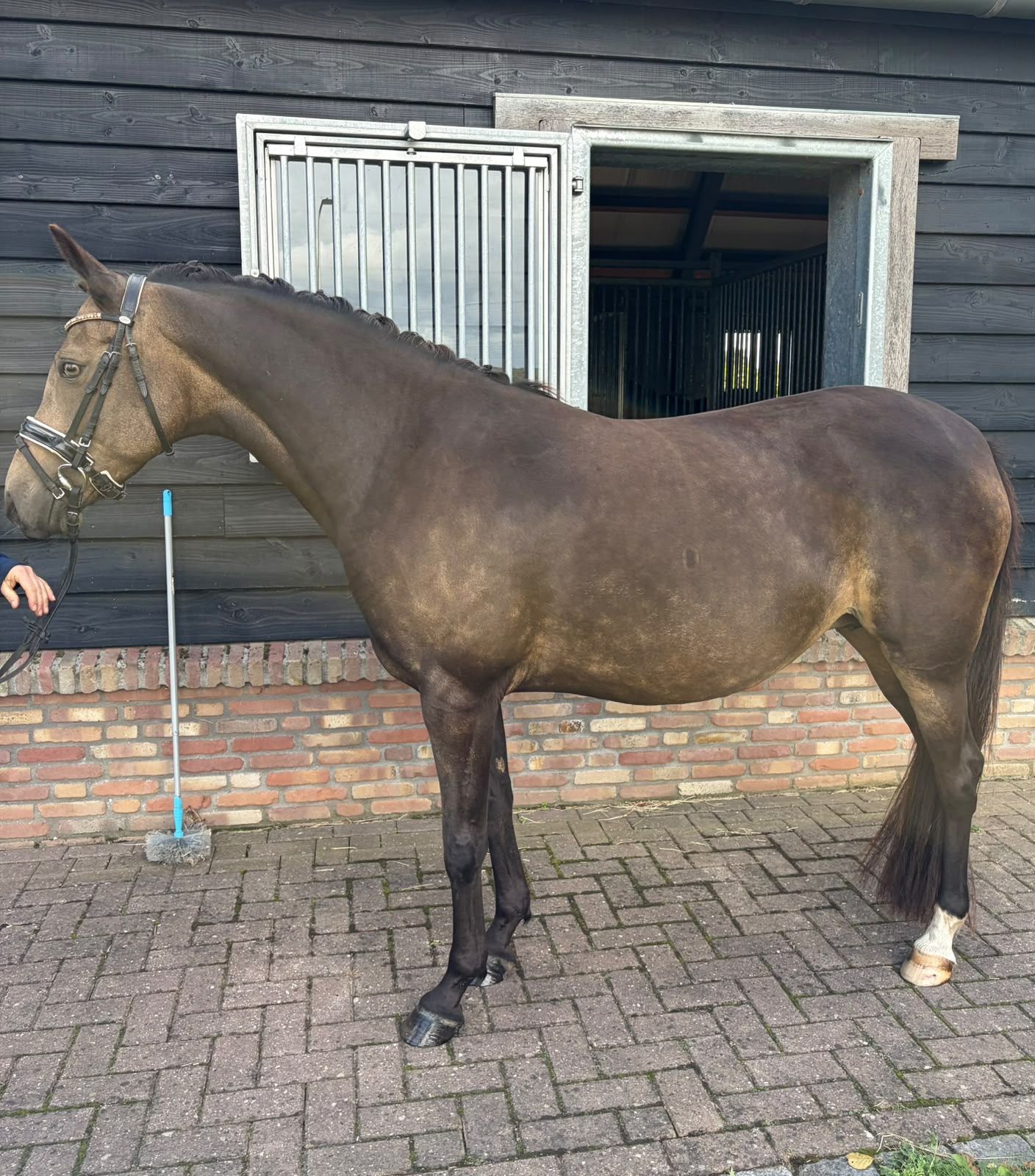 welsh dressuurpony merrie 9 years old andere-kleur for sale - Photo 3