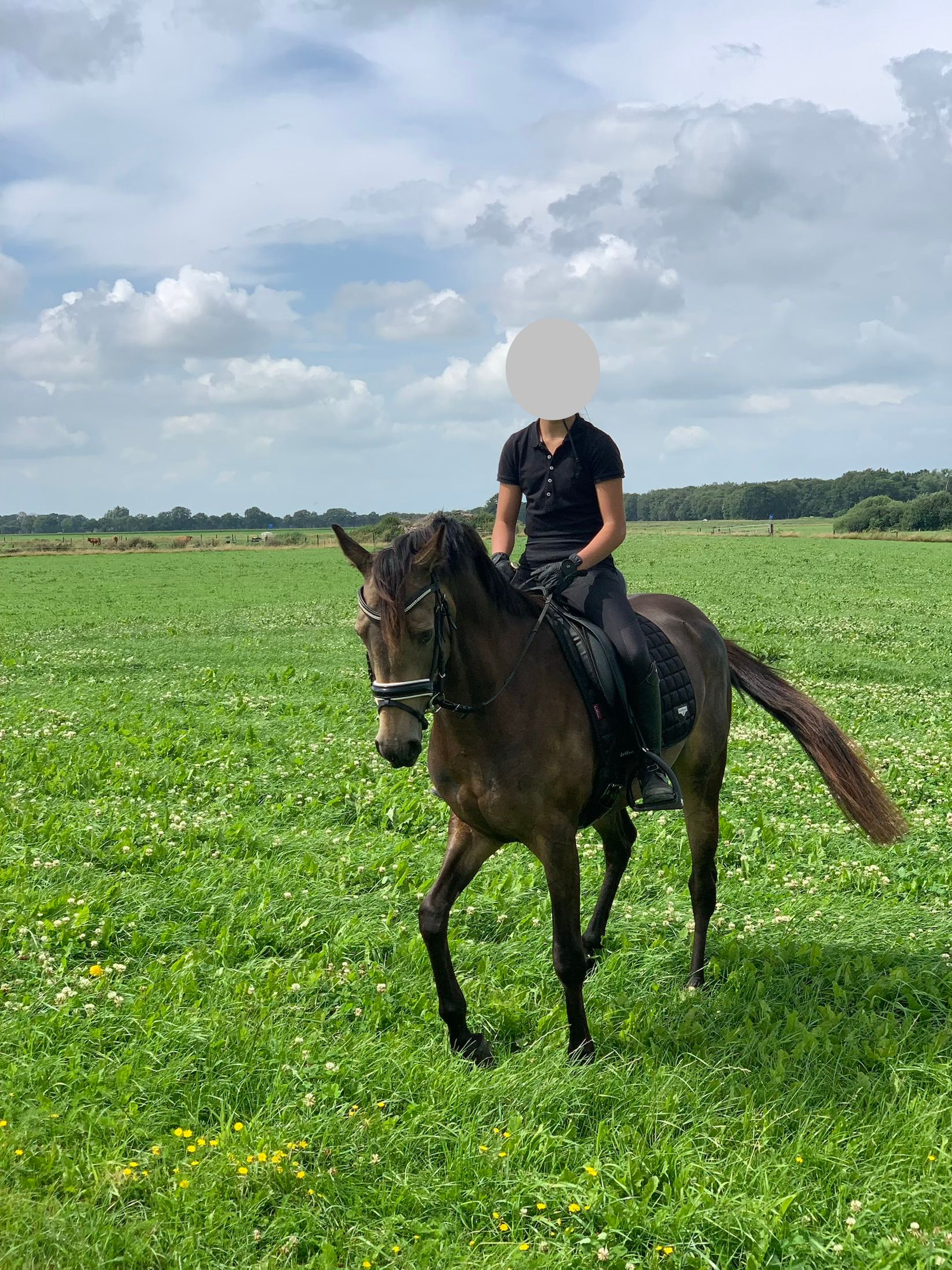 welsh dressuurpony merrie 9 years old andere-kleur for sale - Photo 4
