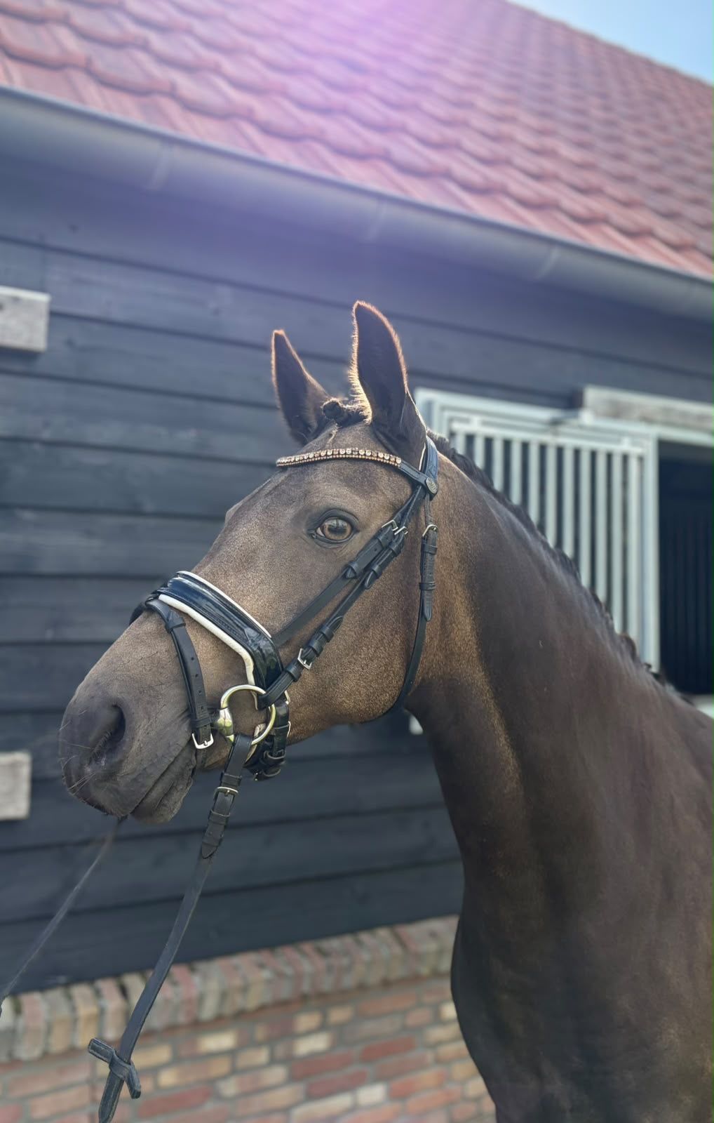 welsh dressuurpony merrie 9 years old andere-kleur for sale - Photo 2