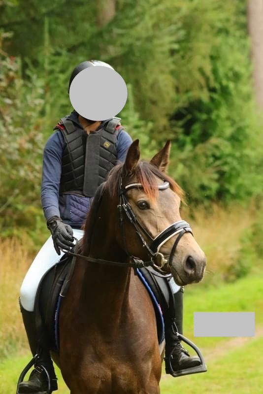 welsh dressuurpony merrie 9 years old andere-kleur for sale - Photo 5