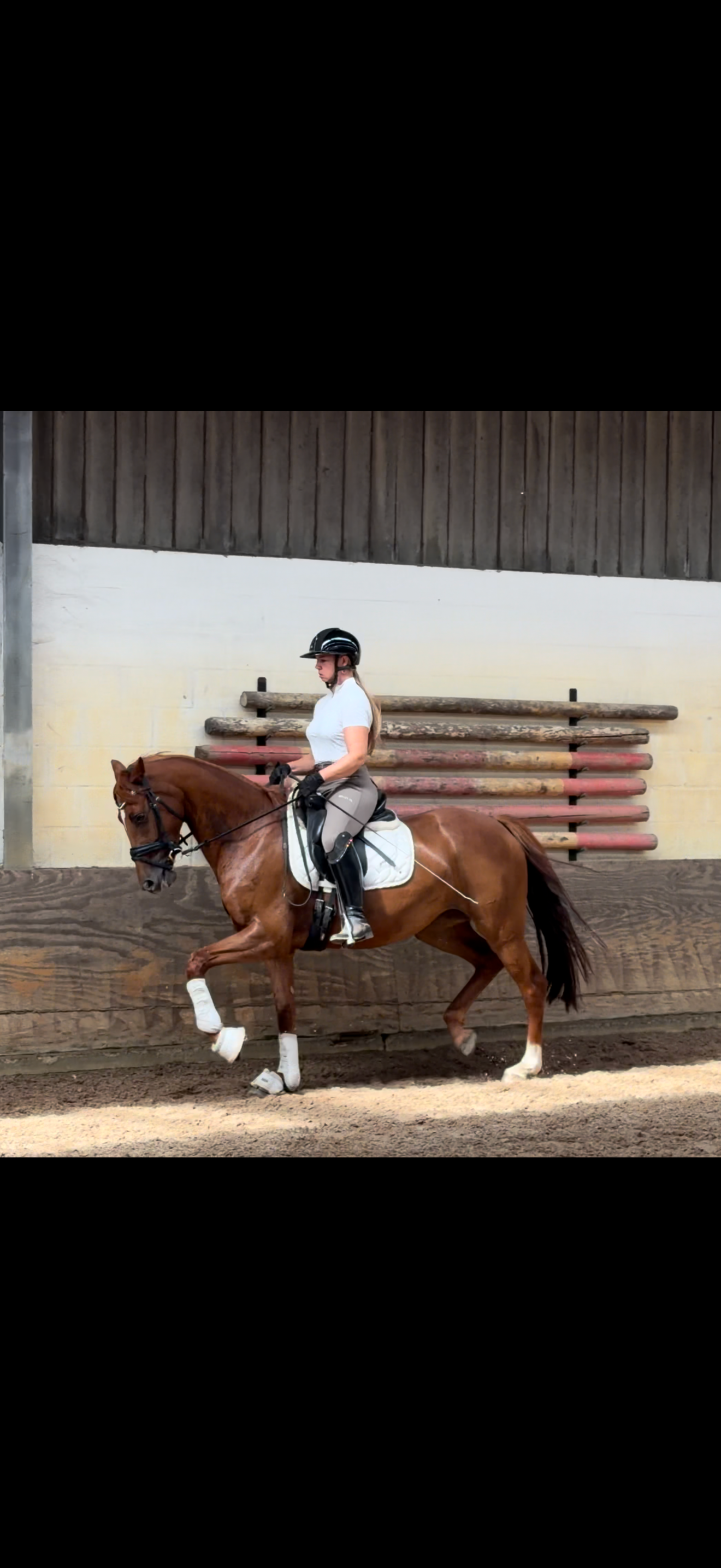 5 yo top well-behaved mare Lord Romantic x De Niro