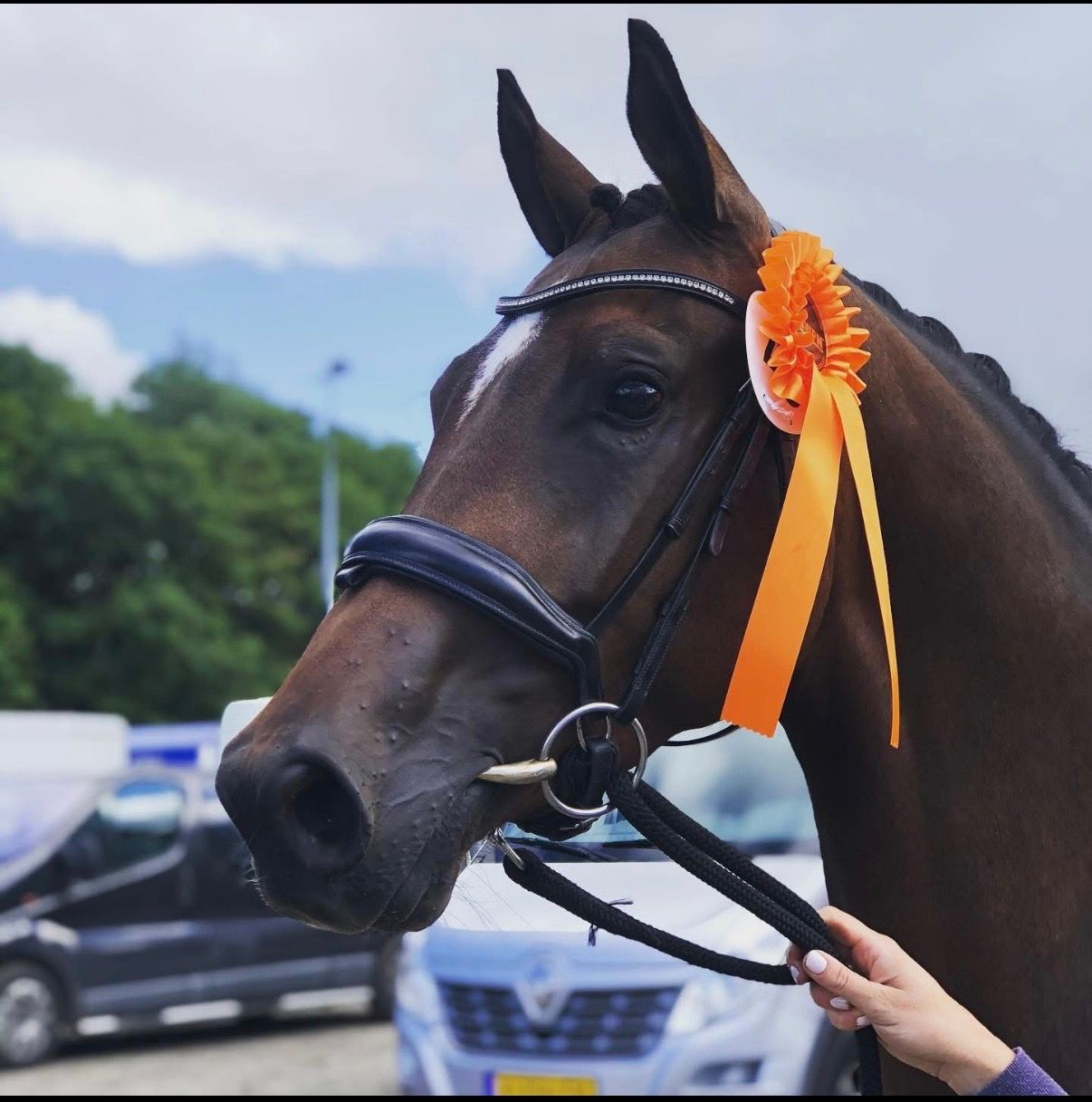 Super nice sports horse with top character