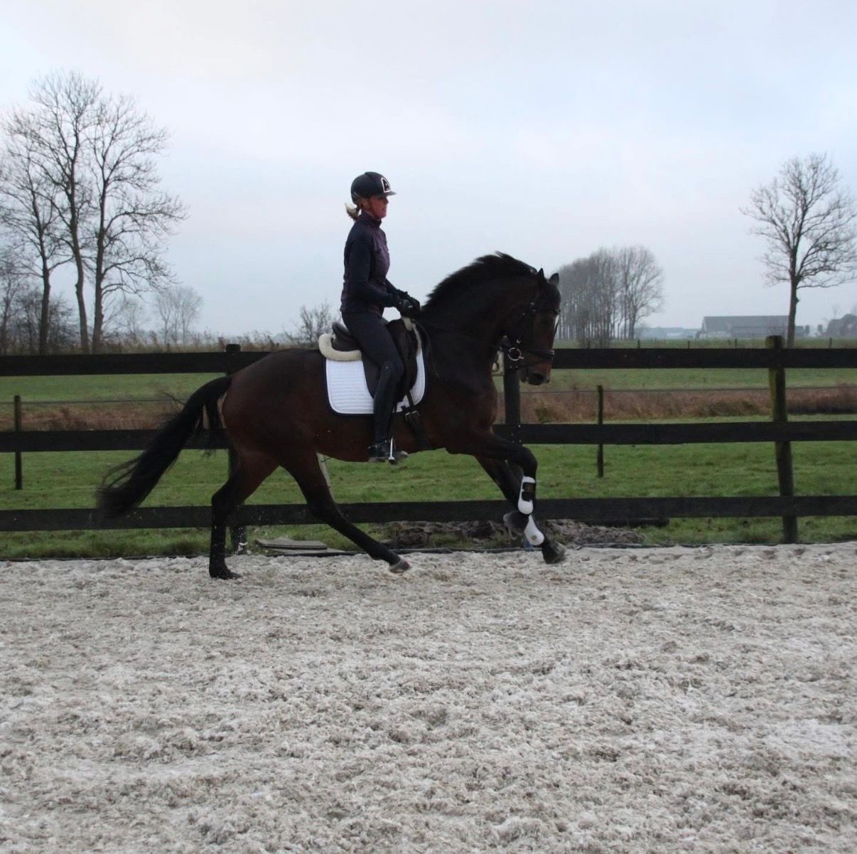 kwpn dressuurpaard merrie 9 years old donkerbruin for sale - Photo 5