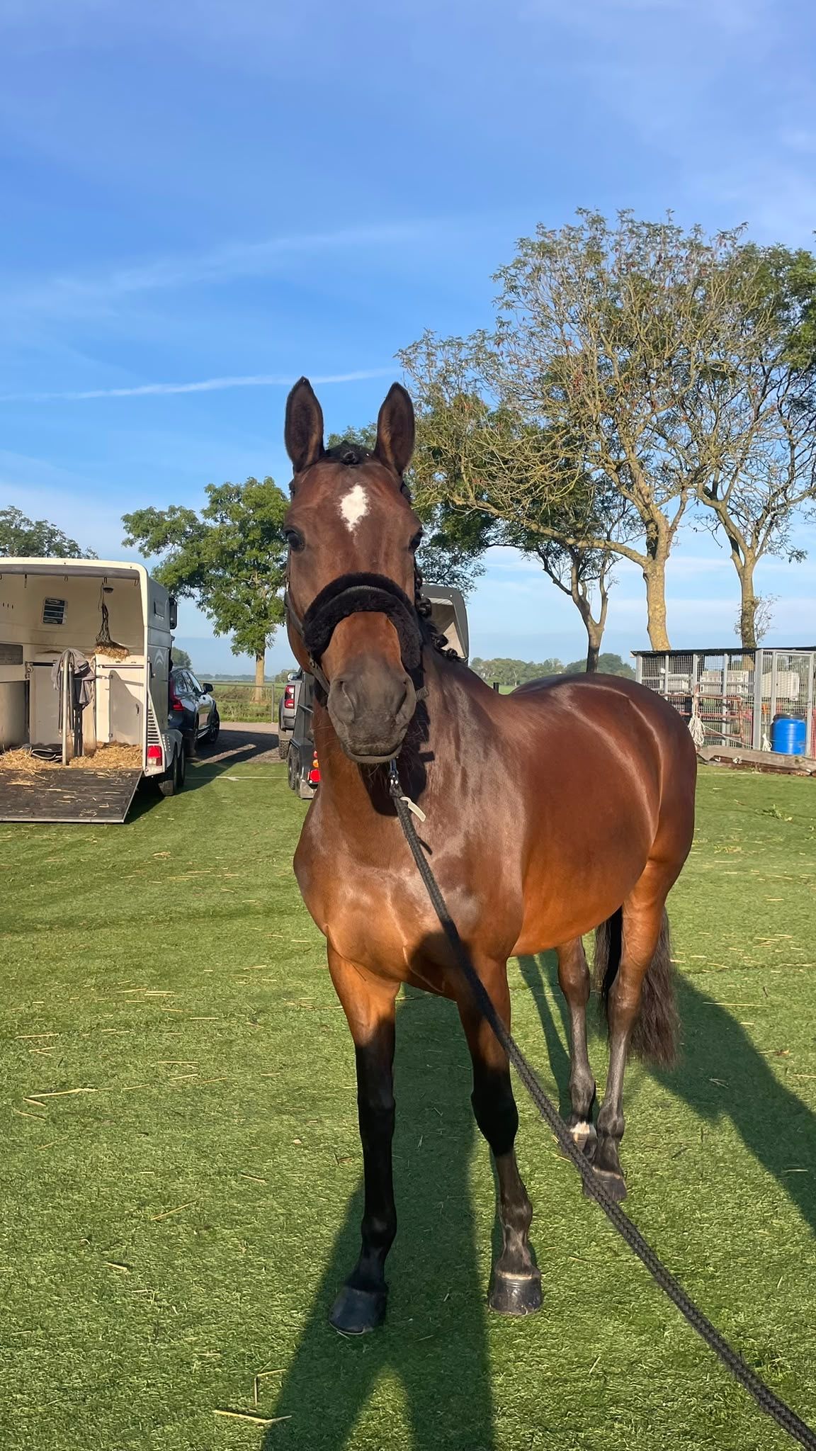 kwpn dressuurpaard merrie 9 years old donkerbruin for sale - Photo 4