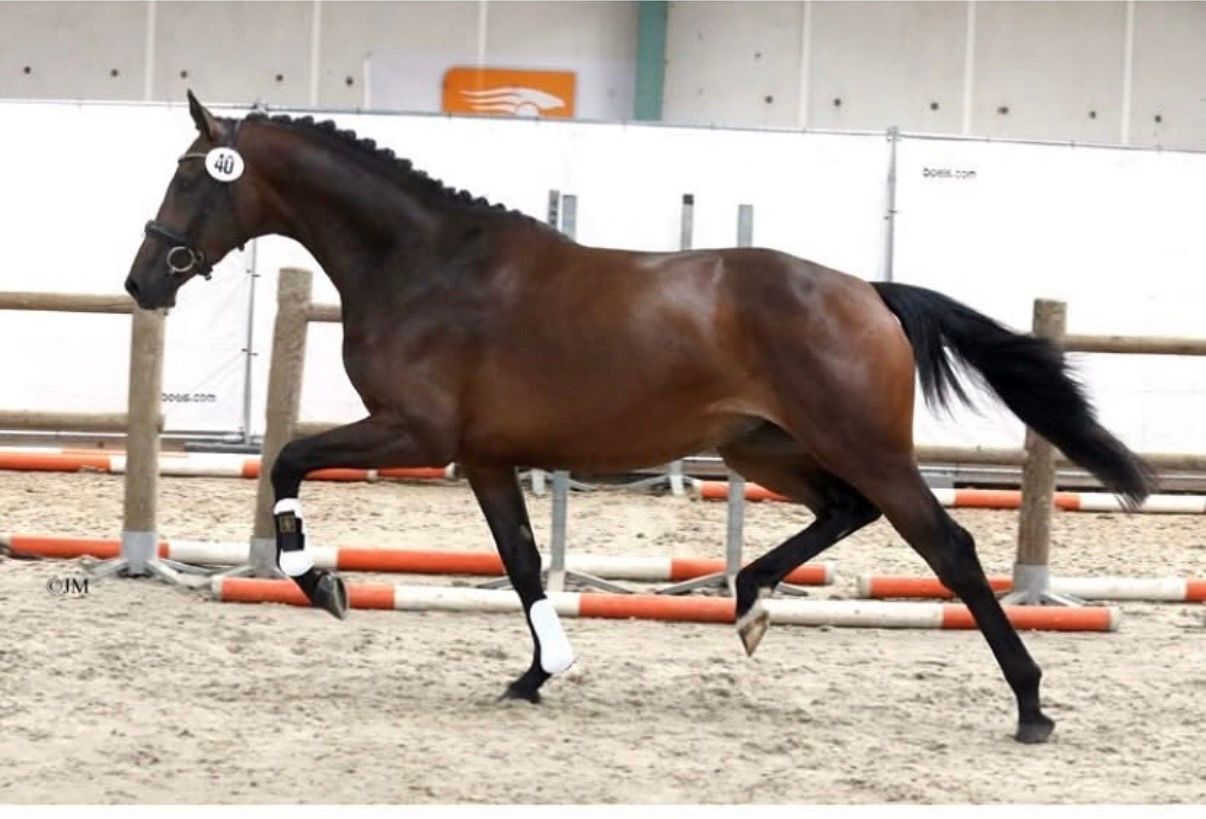 kwpn dressuurpaard merrie 9 years old donkerbruin for sale - Photo 2