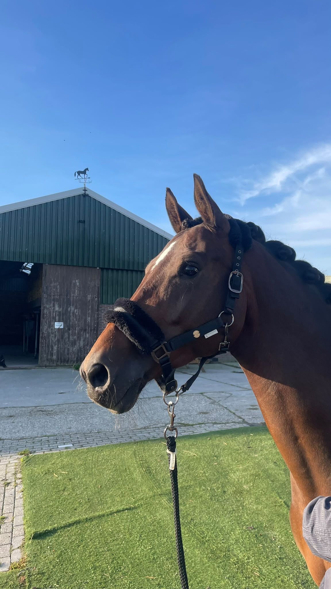 kwpn dressuurpaard merrie 9 years old donkerbruin for sale - Photo 3