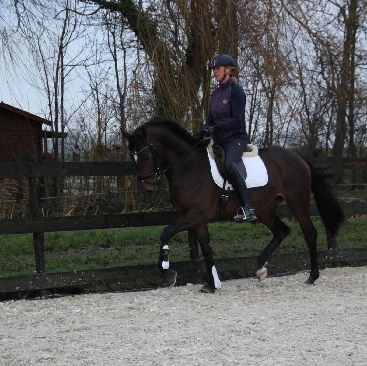 kwpn dressuurpaard merrie 9 years old donkerbruin for sale - Photo 6
