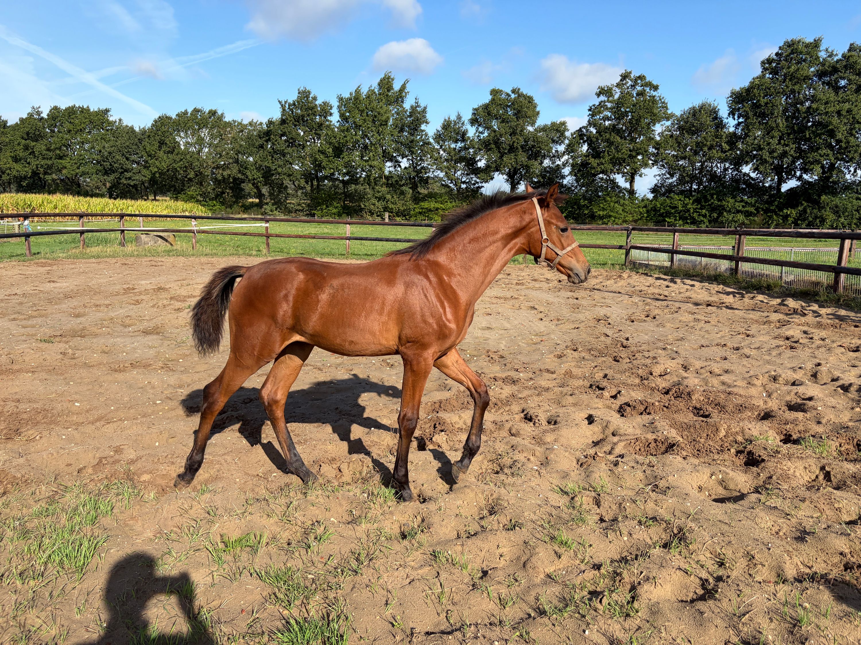 kwpn dressuurpaard hengst 0 years old bruin for sale - Photo 2