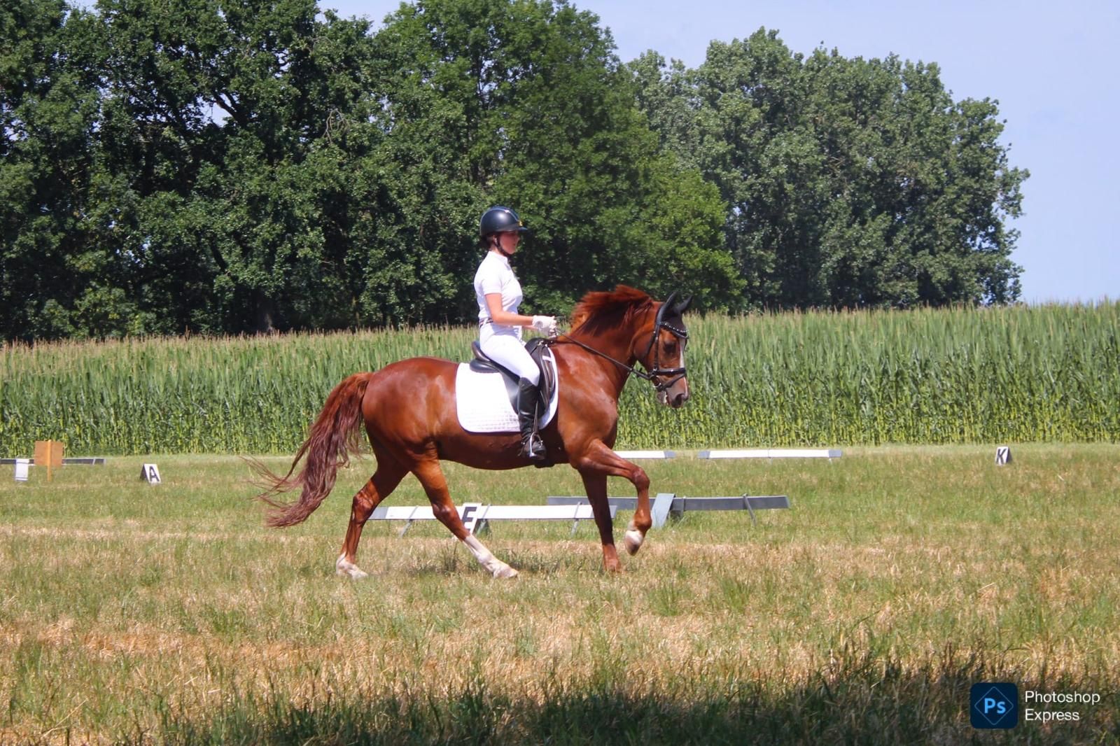 Brave schoolmaster dressage pony D-pony