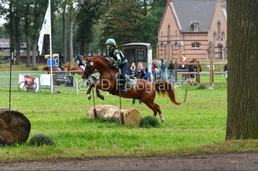 allround-pony ruin 16 years old vos for sale - Photo 2