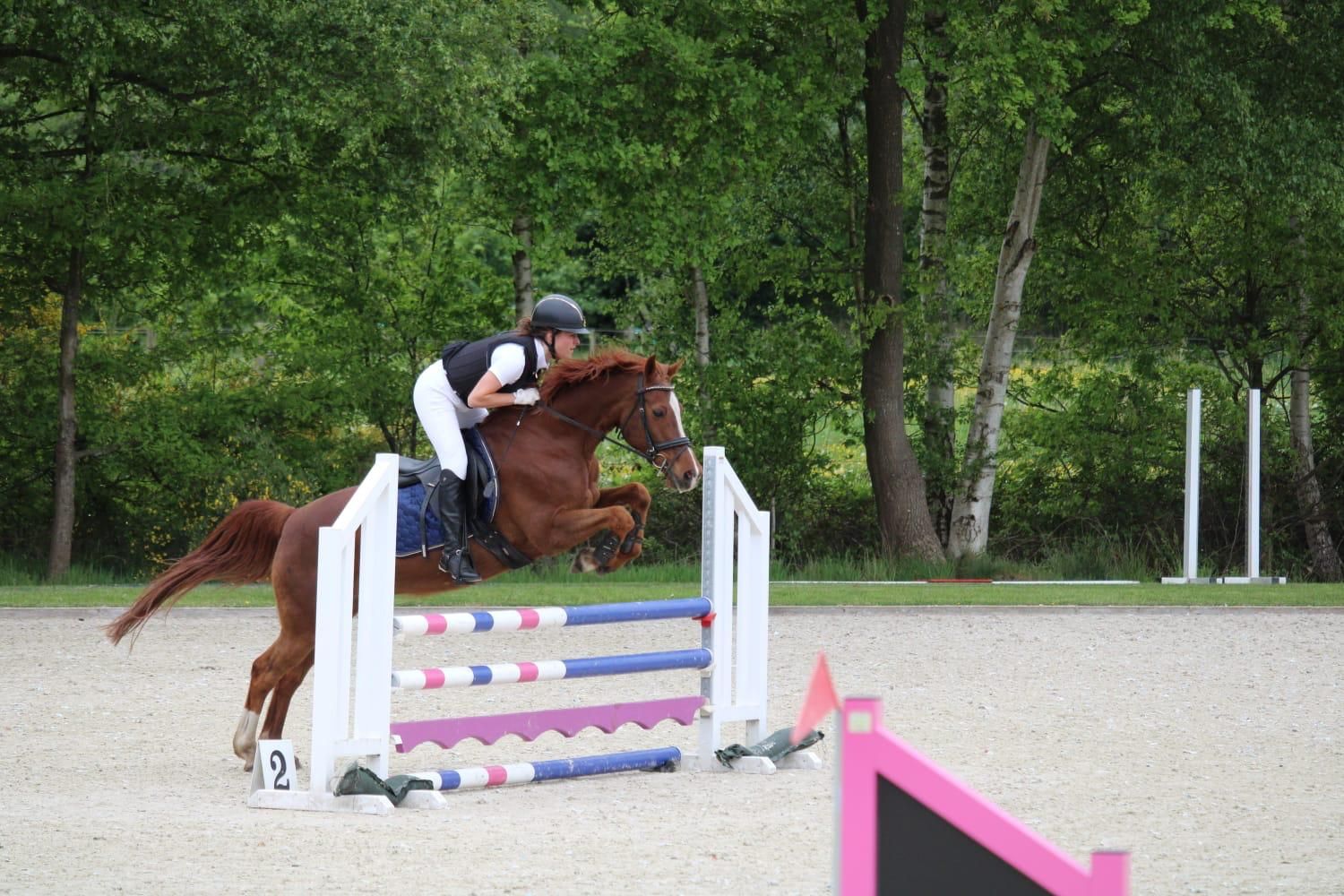 allround-pony ruin 16 years old vos for sale - Photo 4