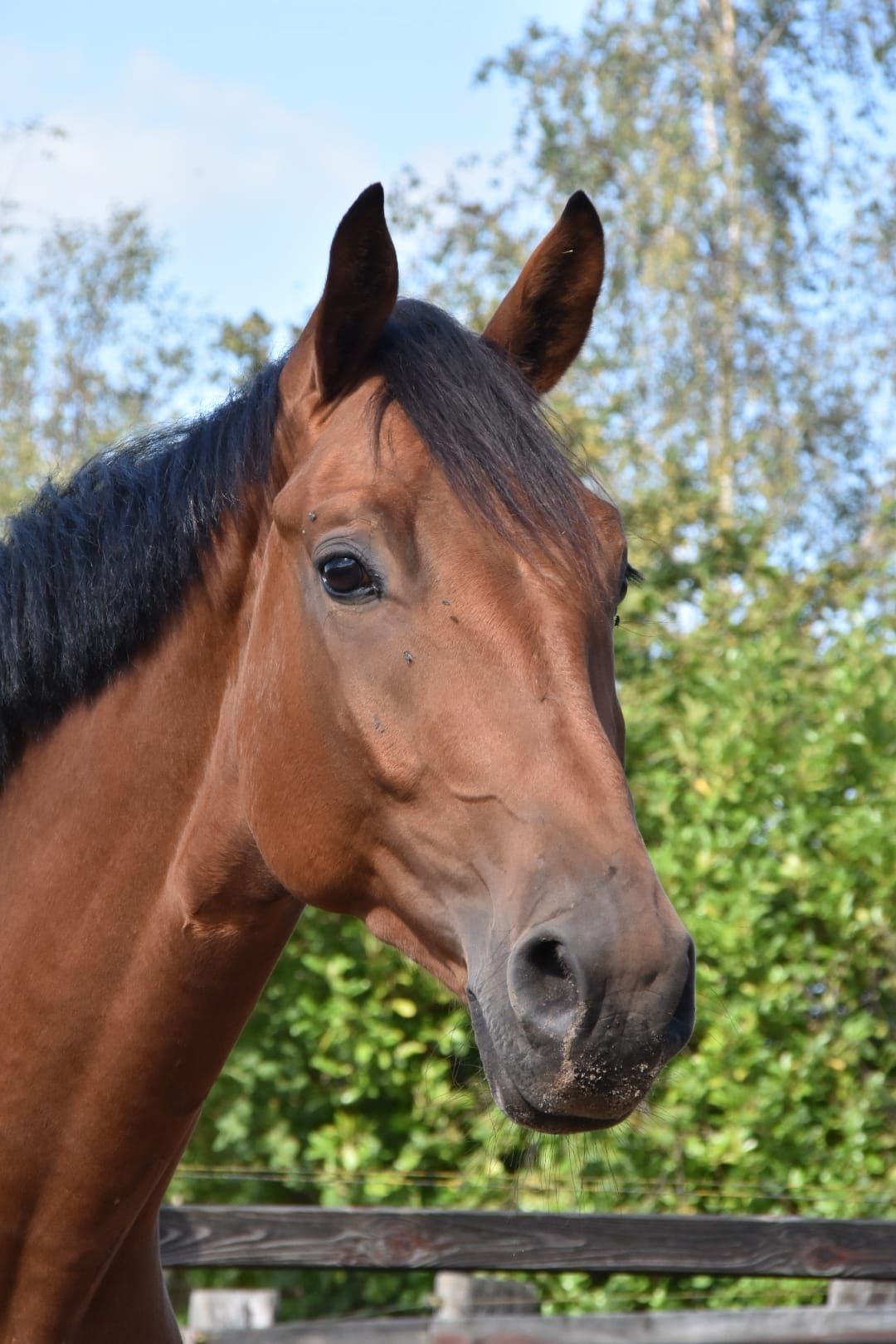 castrone da dressage di 3 anni ( McLaren x Emilion x Aktion )
