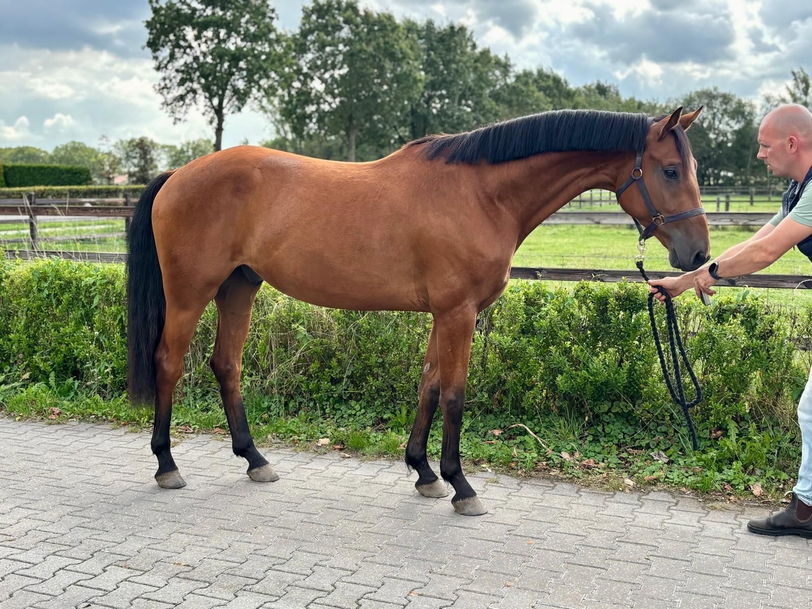 kwpn dressuurpaard ruin 3 years old bruin for sale - Photo 3