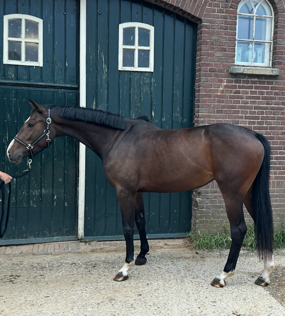 kwpn springpaard merrie 4 vuotta donkerbruin myytävänä - Kuva 3