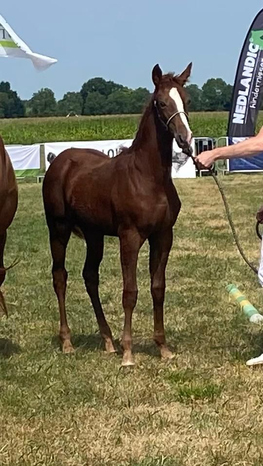 kwpn springpaard merrie 0 vuotta vos myytävänä - Kuva 5