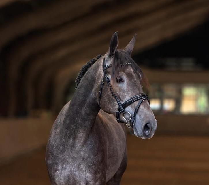 3 jarige Springmerrie, lief & Kwaliteit 