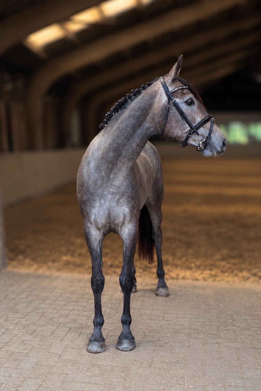 zangersheide springpaard merrie 3 år schimmel till salu - Foto 3