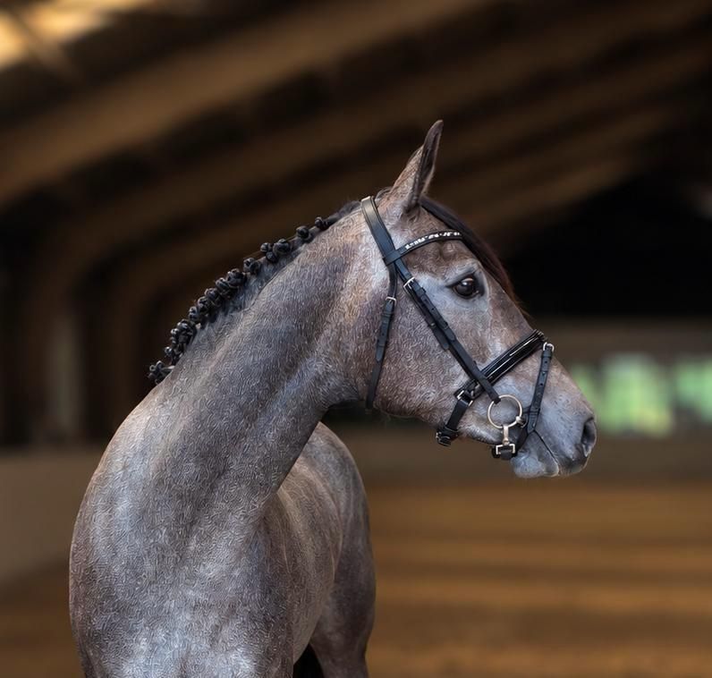 zangersheide springpaard merrie 3 år schimmel till salu - Foto 5