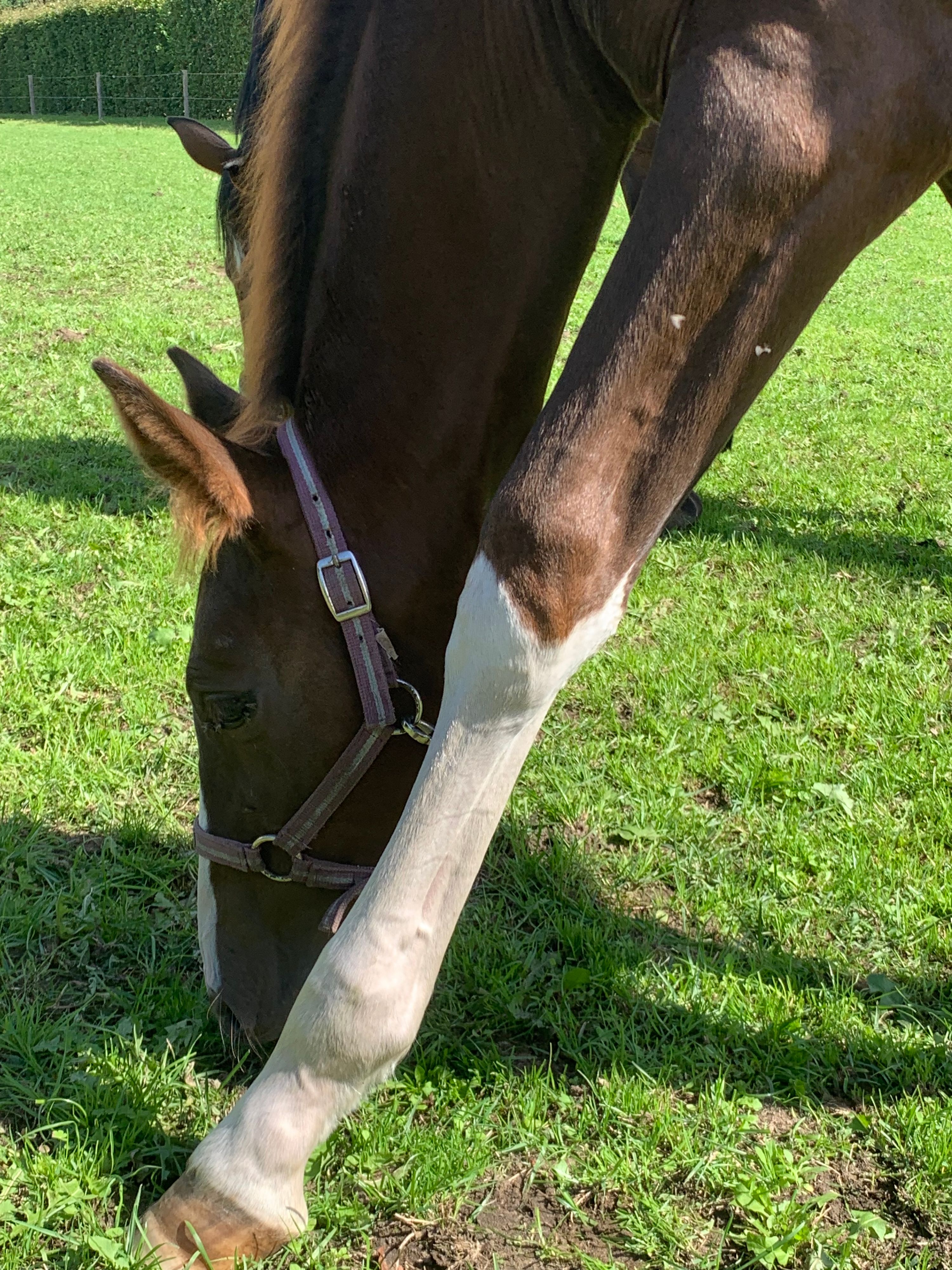 kwpn springpaard merrie 0 vuotta vos myytävänä - Kuva 2