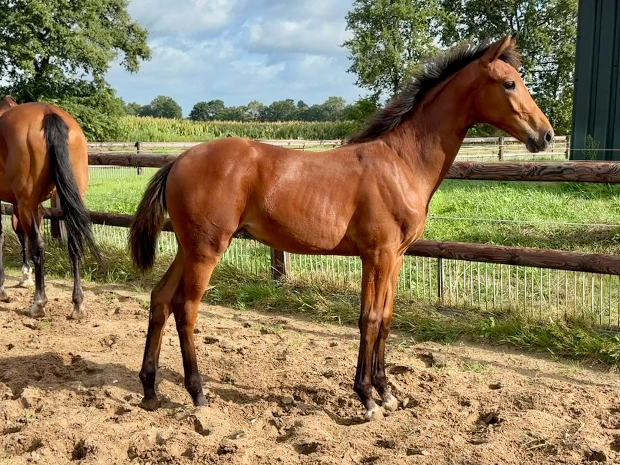 kwpn dressuurpaard merrie 0 years old bruin for sale - Photo 2