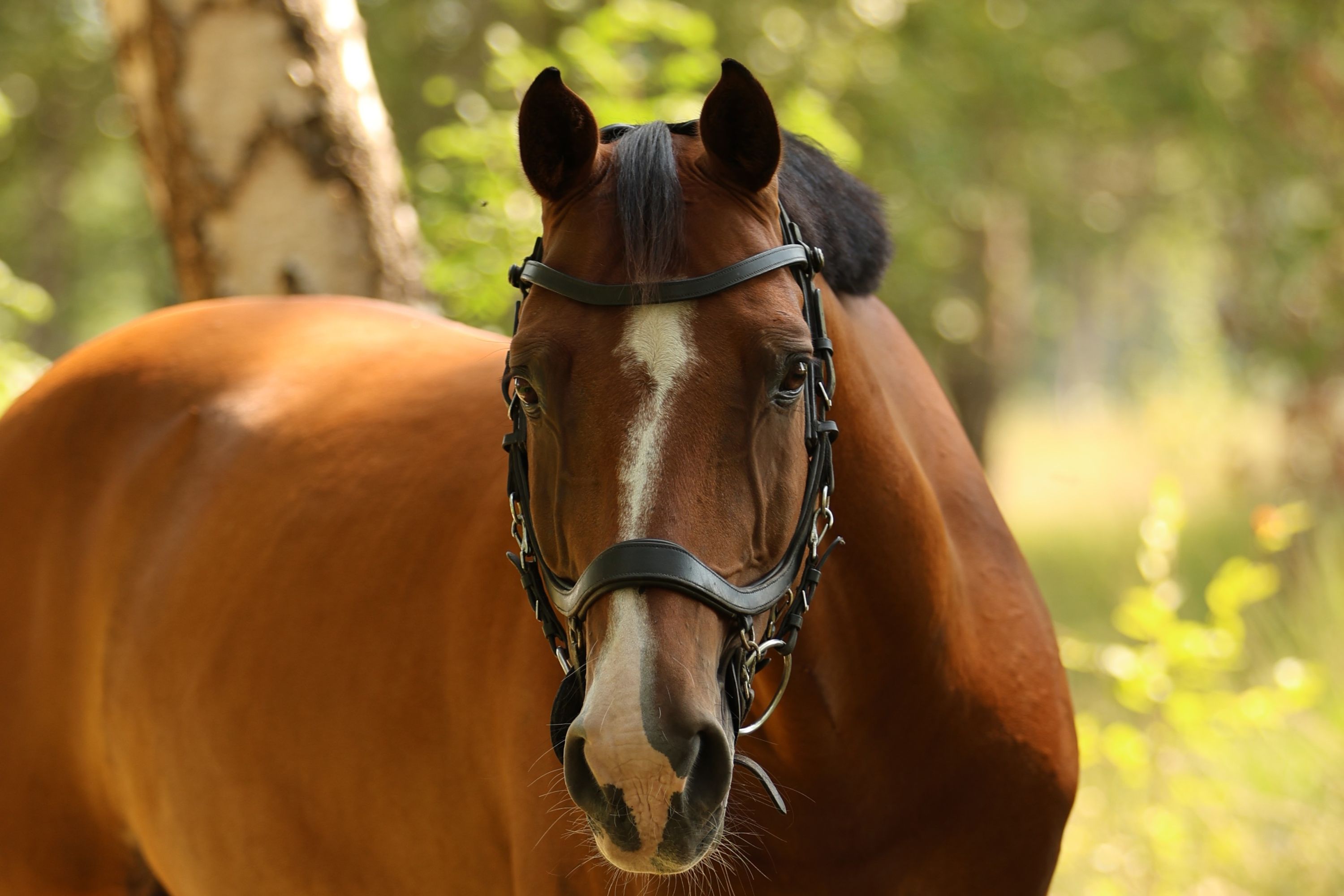 kwpn allrounder ruin 15 years old bruin for sale - Photo 3
