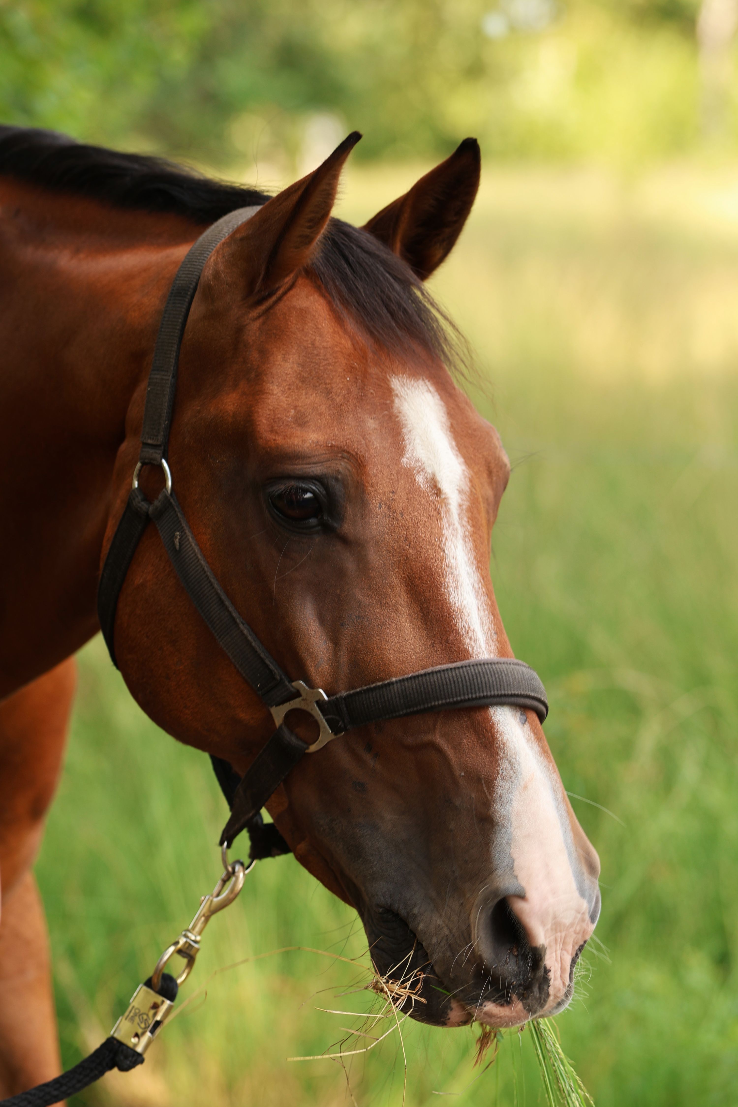 kwpn allrounder ruin 15 years old bruin for sale - Photo 4
