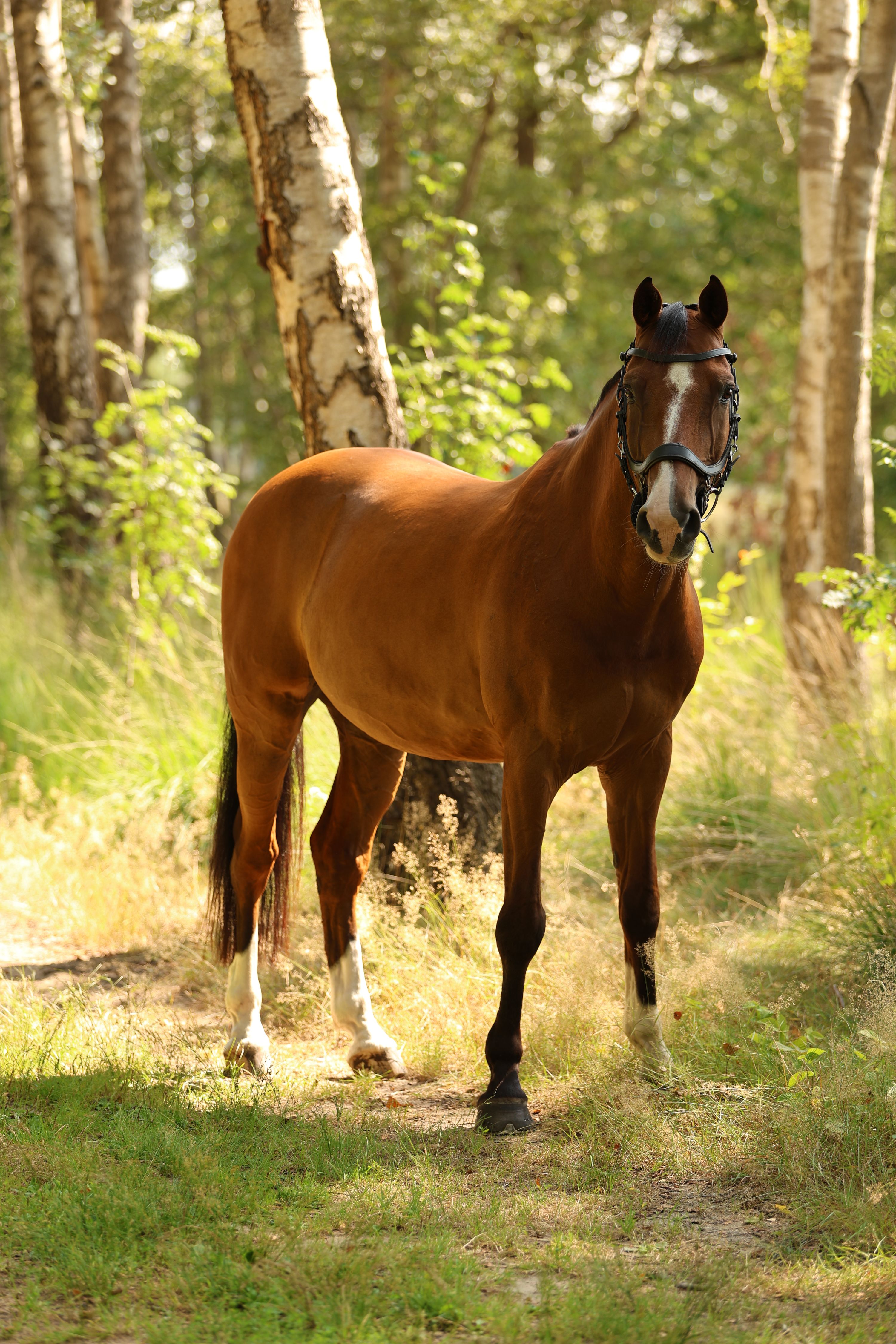 kwpn allrounder ruin 15 years old bruin for sale - Photo 2