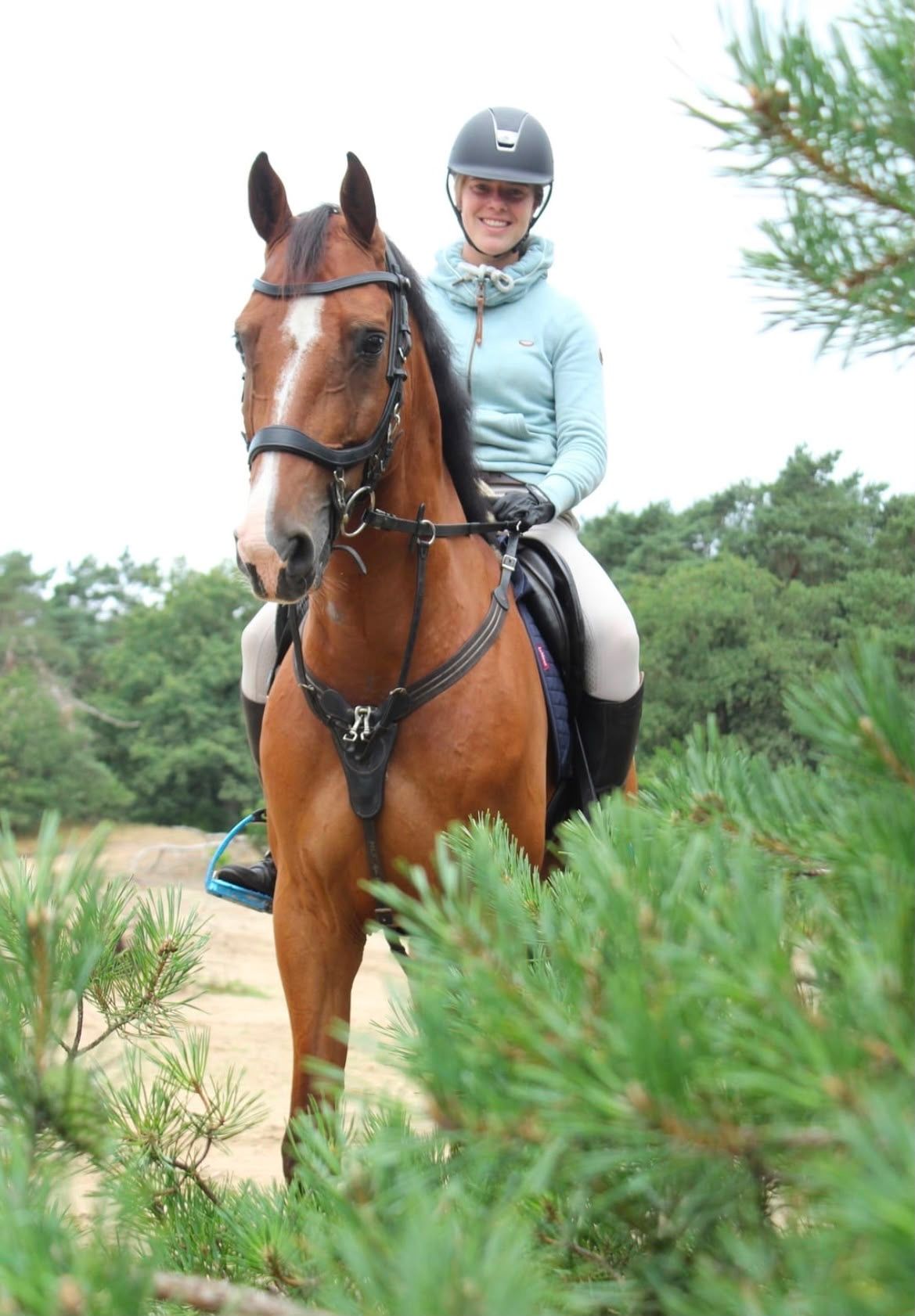 kwpn allrounder ruin 15 years old bruin for sale - Photo 5