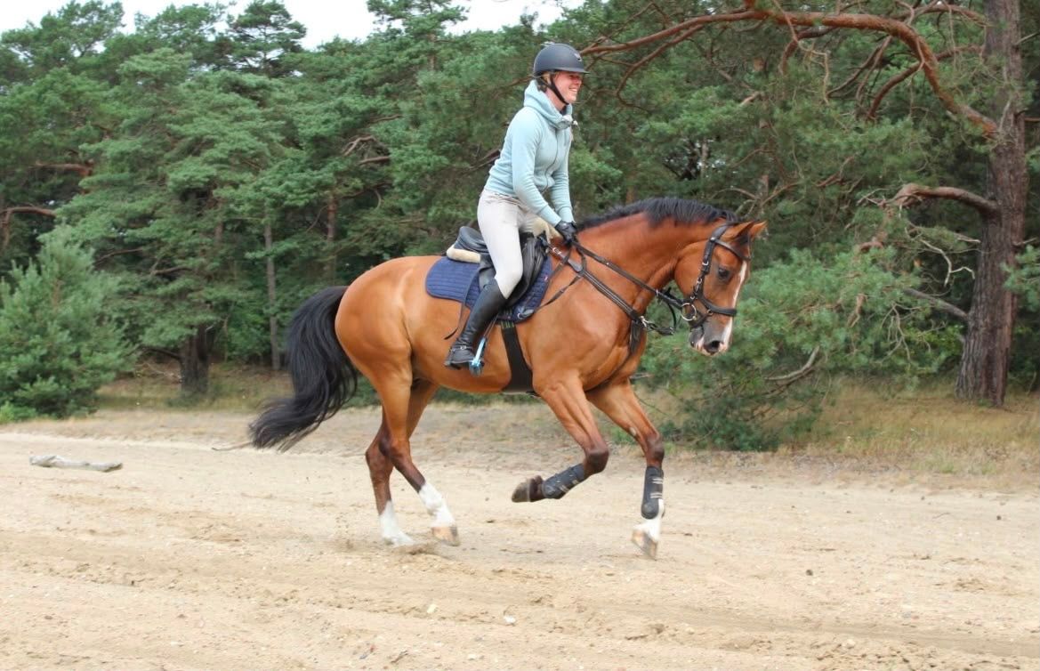 kwpn allrounder ruin 15 years old bruin for sale - Photo 6