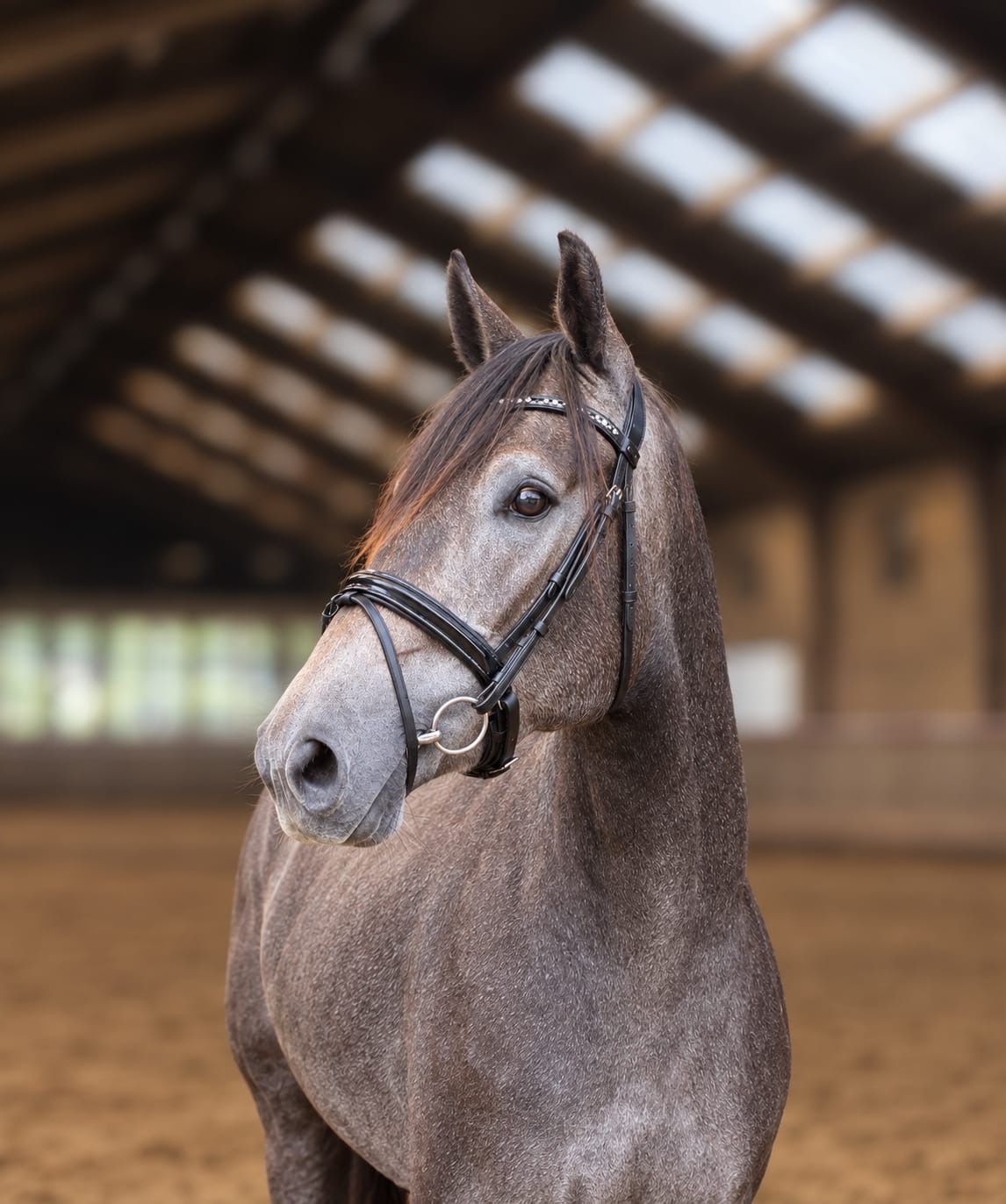 zangersheide springpaard merrie 3 år schimmel till salu - Foto 6