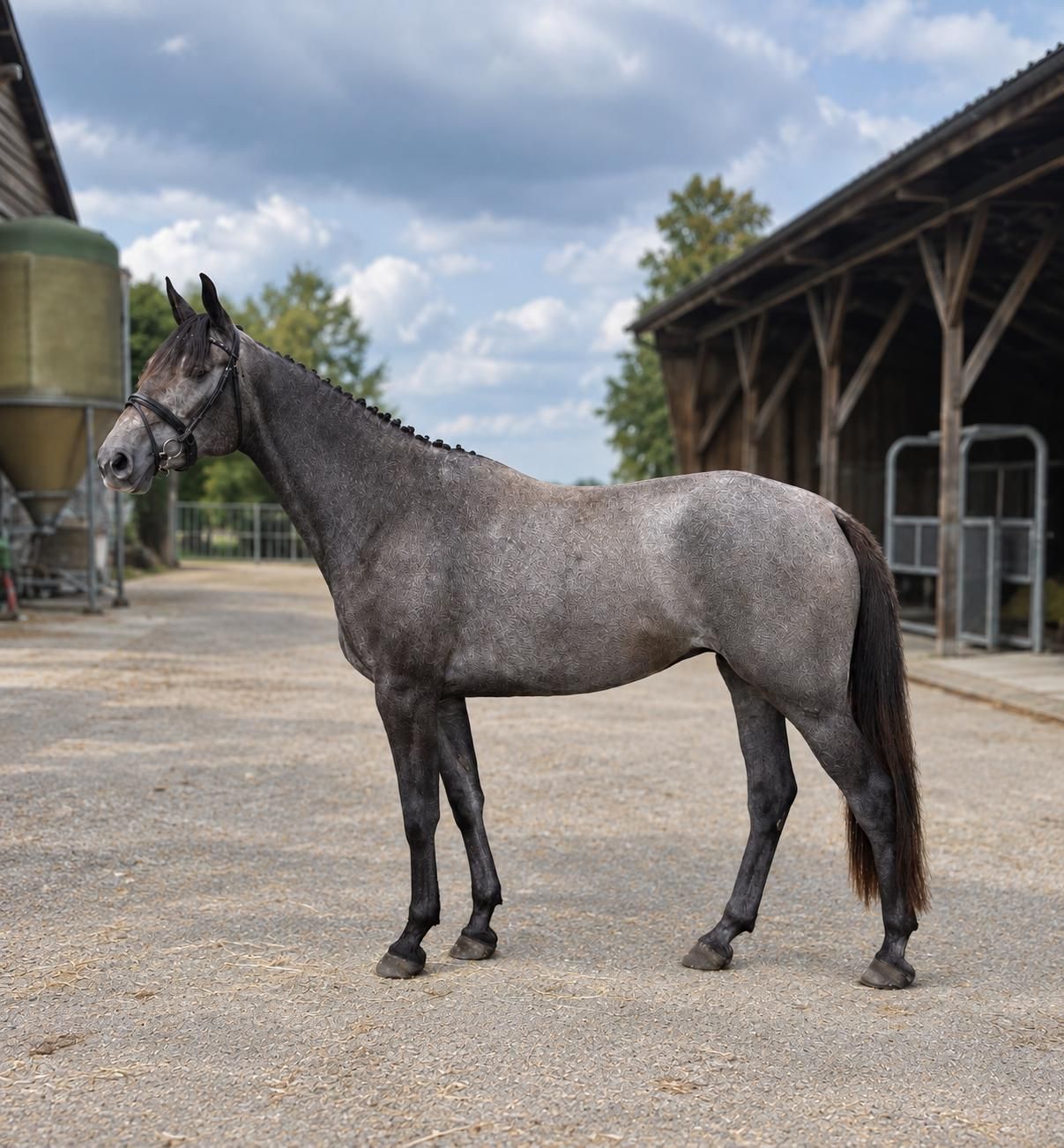 zangersheide springpaard merrie 3 år schimmel till salu - Foto 4