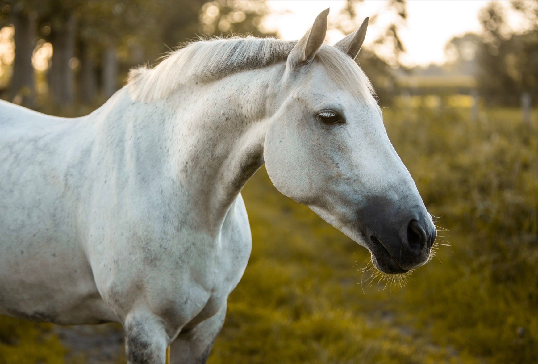 bwp allround-pony ruin 18 Jahre alt schimmel zu verkaufen - Foto 5