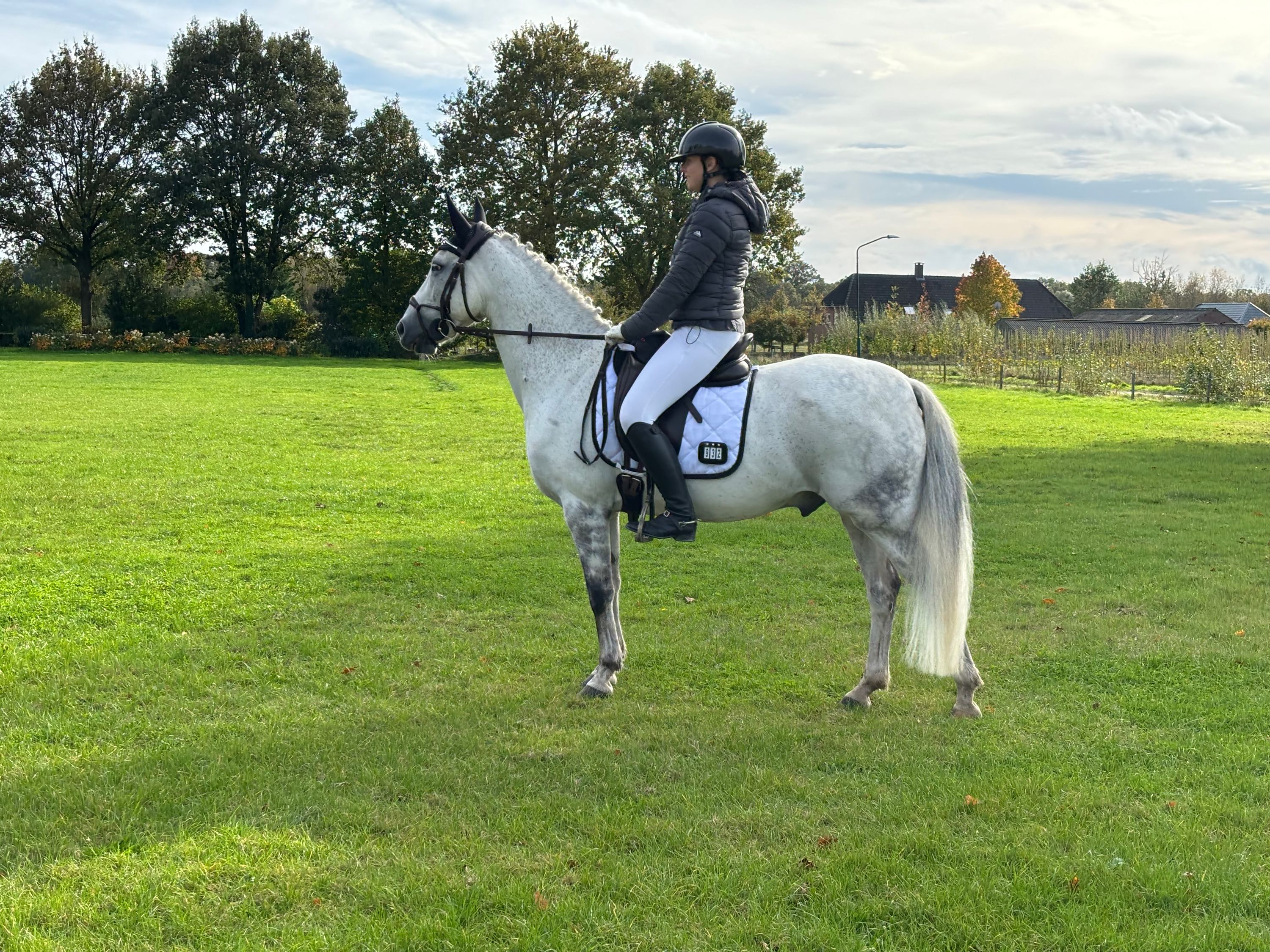 bwp allround-pony ruin 18 Jahre alt schimmel zu verkaufen - Foto 6