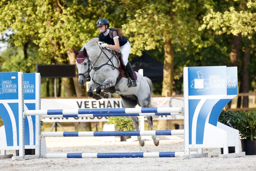 bwp allround-pony ruin 18 Jahre alt schimmel zu verkaufen - Foto 4