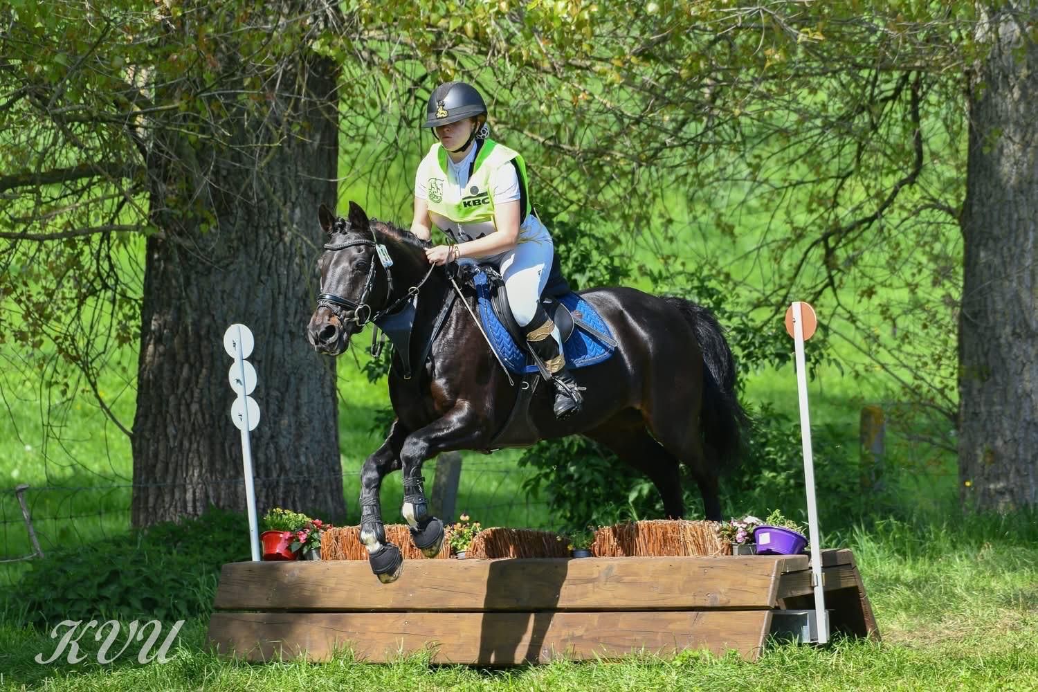 sbs allround-pony ruin 18 years old zwart for sale - Photo 3