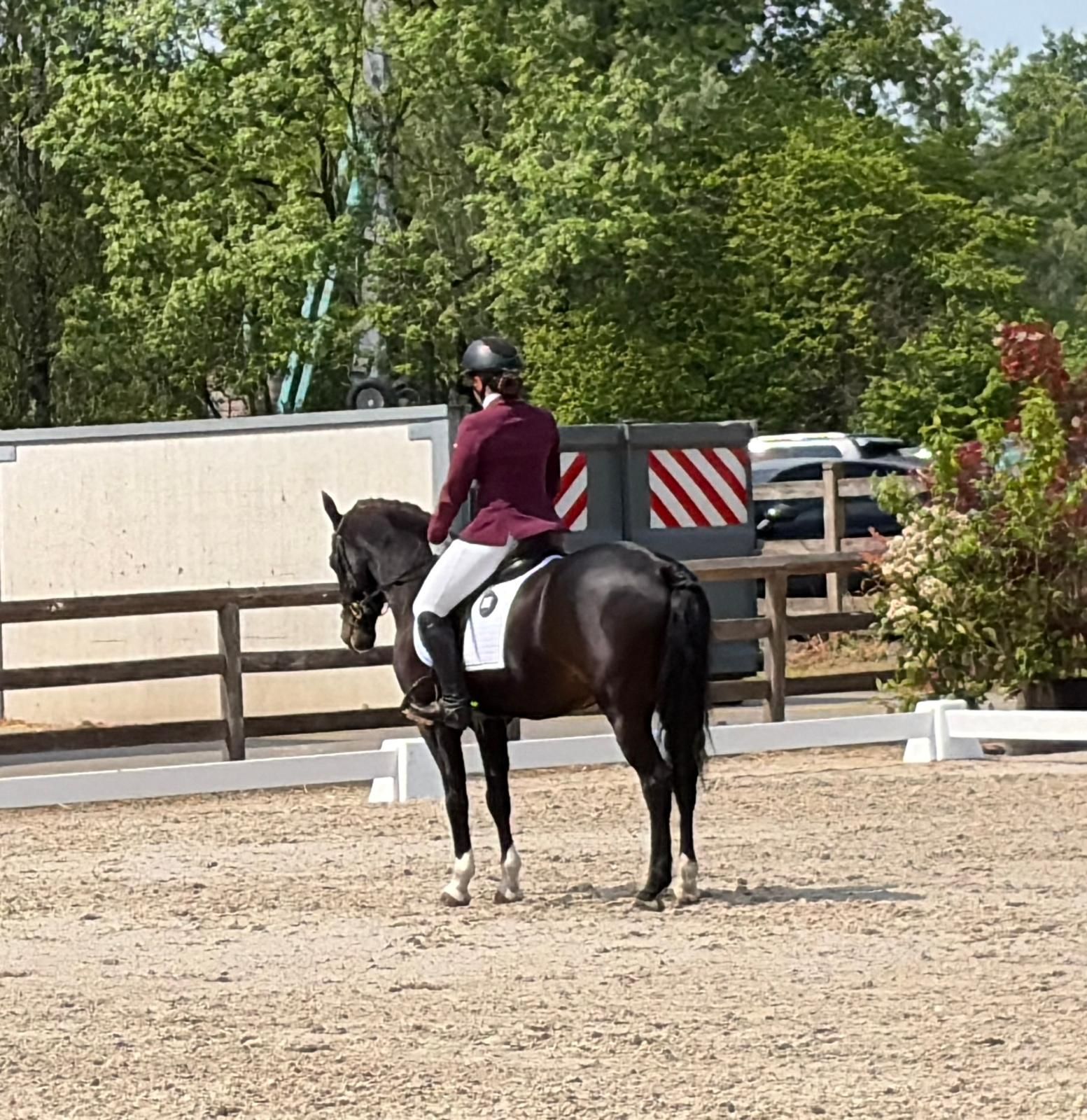 sbs allround-pony ruin 18 歳 zwart 売り出し中 - 写真 5