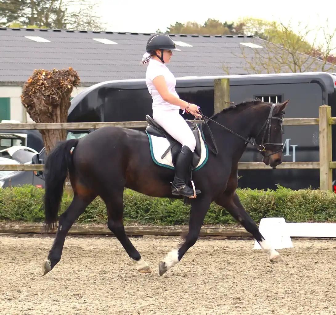sbs allround-pony ruin 18 歳 zwart 売り出し中 - 写真 2