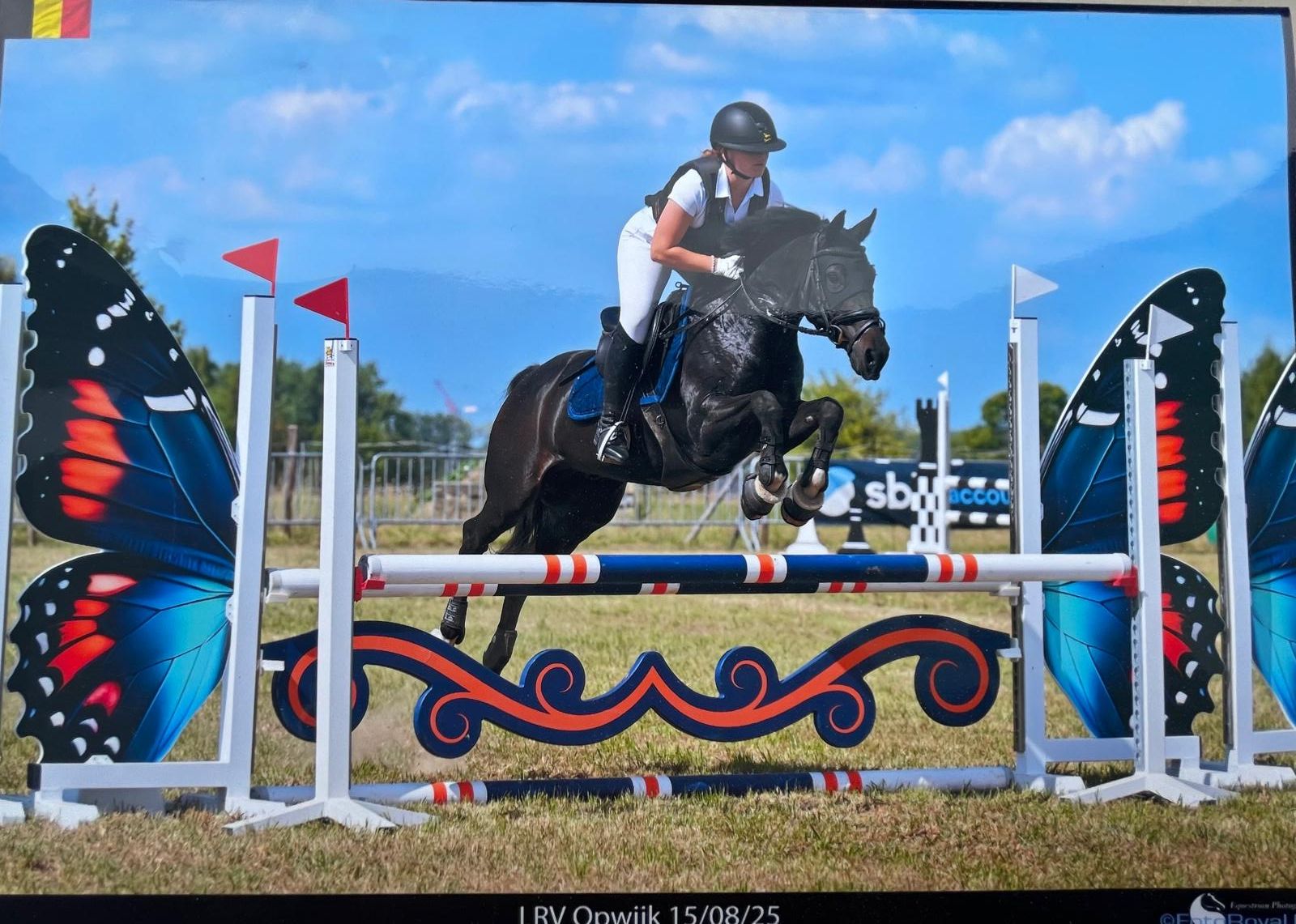 sbs allround-pony ruin 18 years old zwart for sale - Photo 2