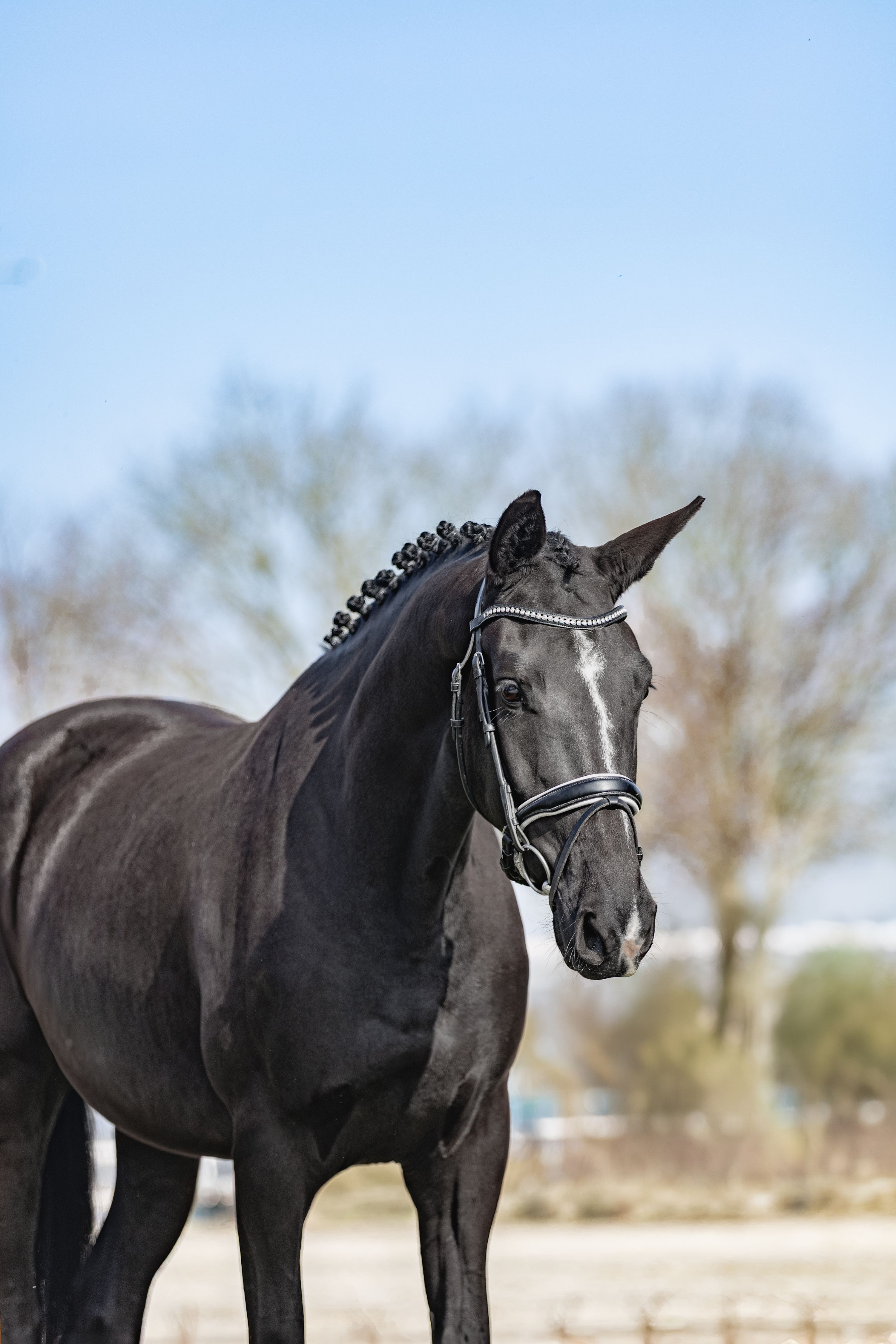 kwpn dressuurpaard merrie 3 años zwart en venta - Foto 2
