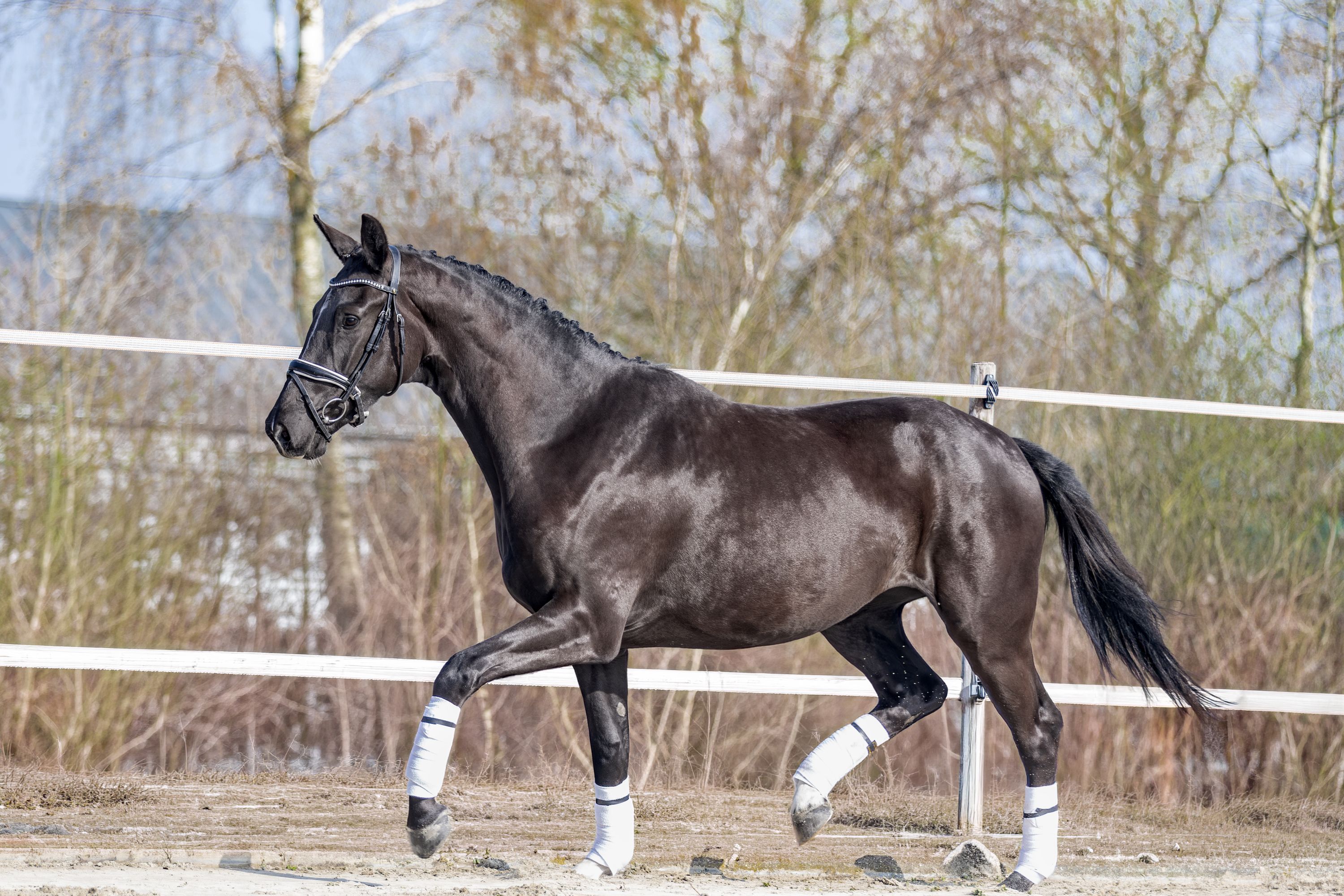 kwpn dressuurpaard merrie 3 años zwart en venta - Foto 3