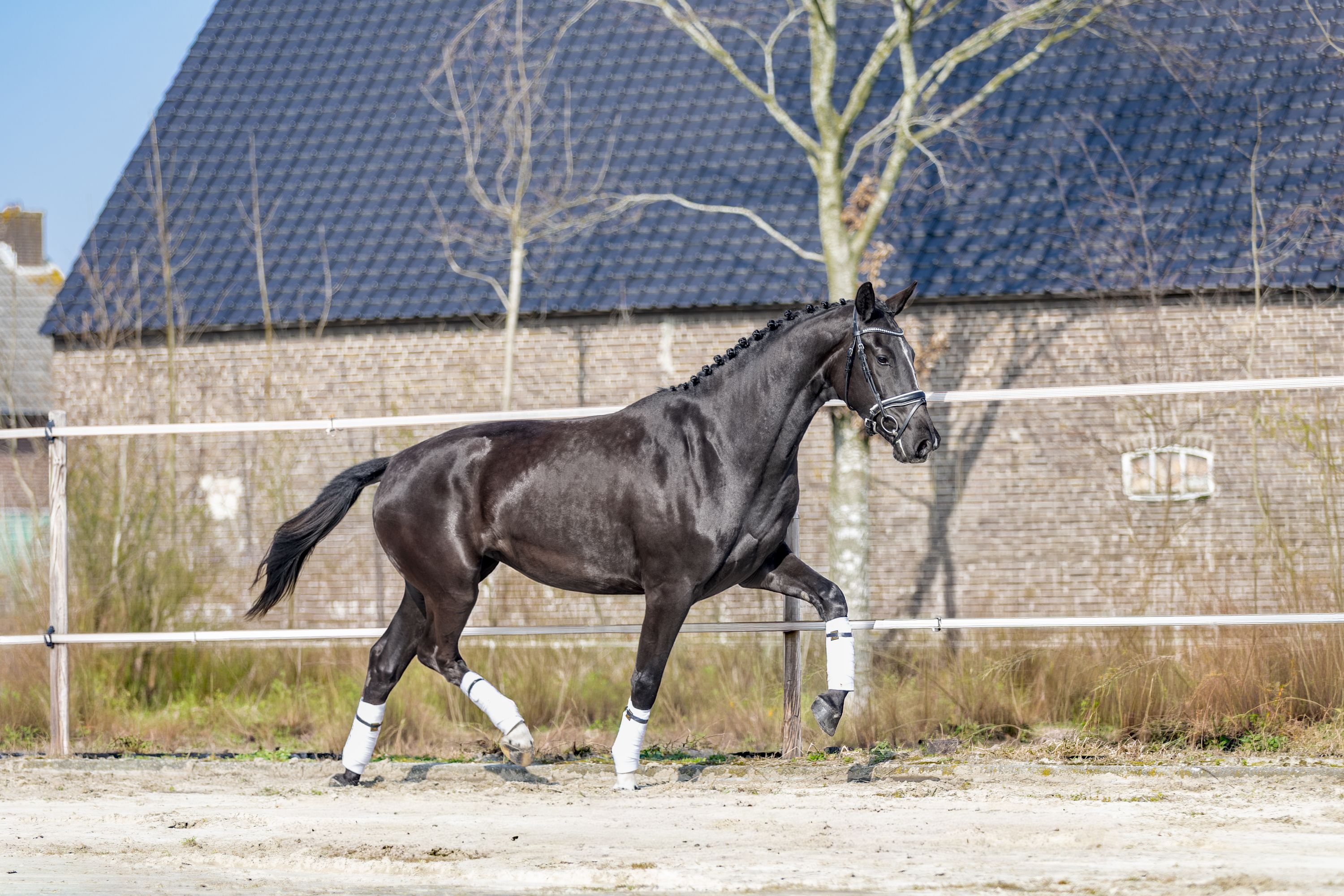 kwpn dressuurpaard merrie 3 años zwart en venta - Foto 4