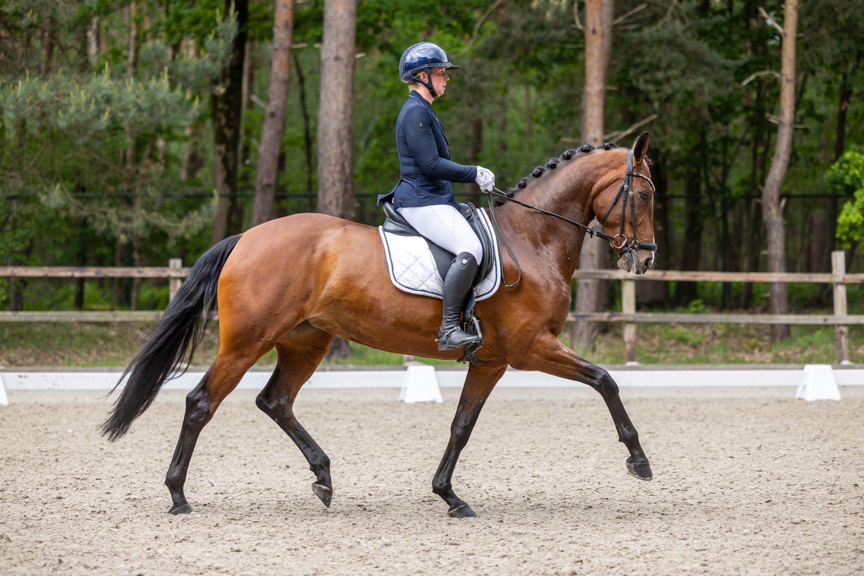 kwpn dressuurpaard merrie 8 jaar bruin te koop - Foto 3