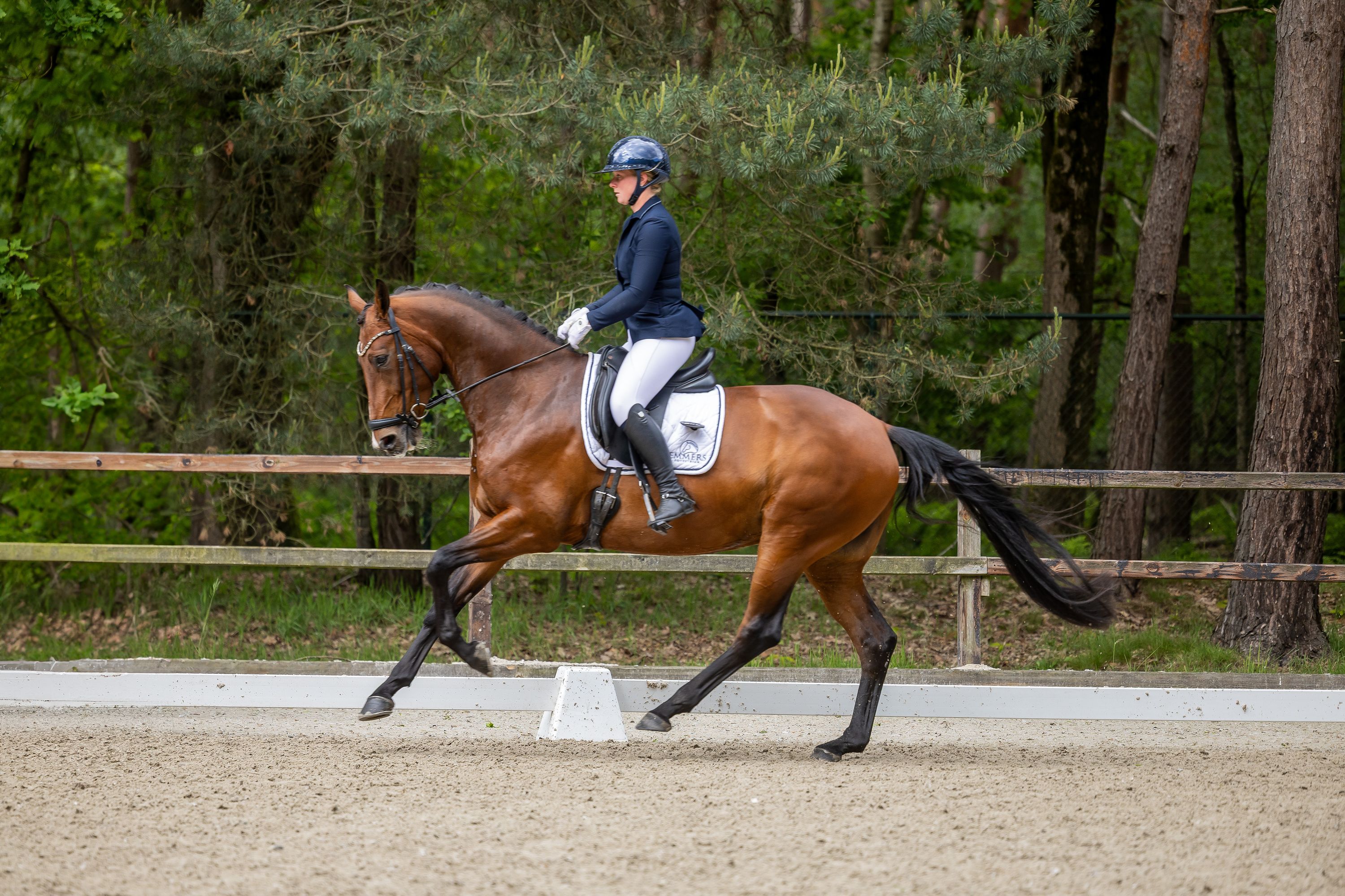 kwpn dressuurpaard merrie 8 jaar bruin te koop - Foto 4
