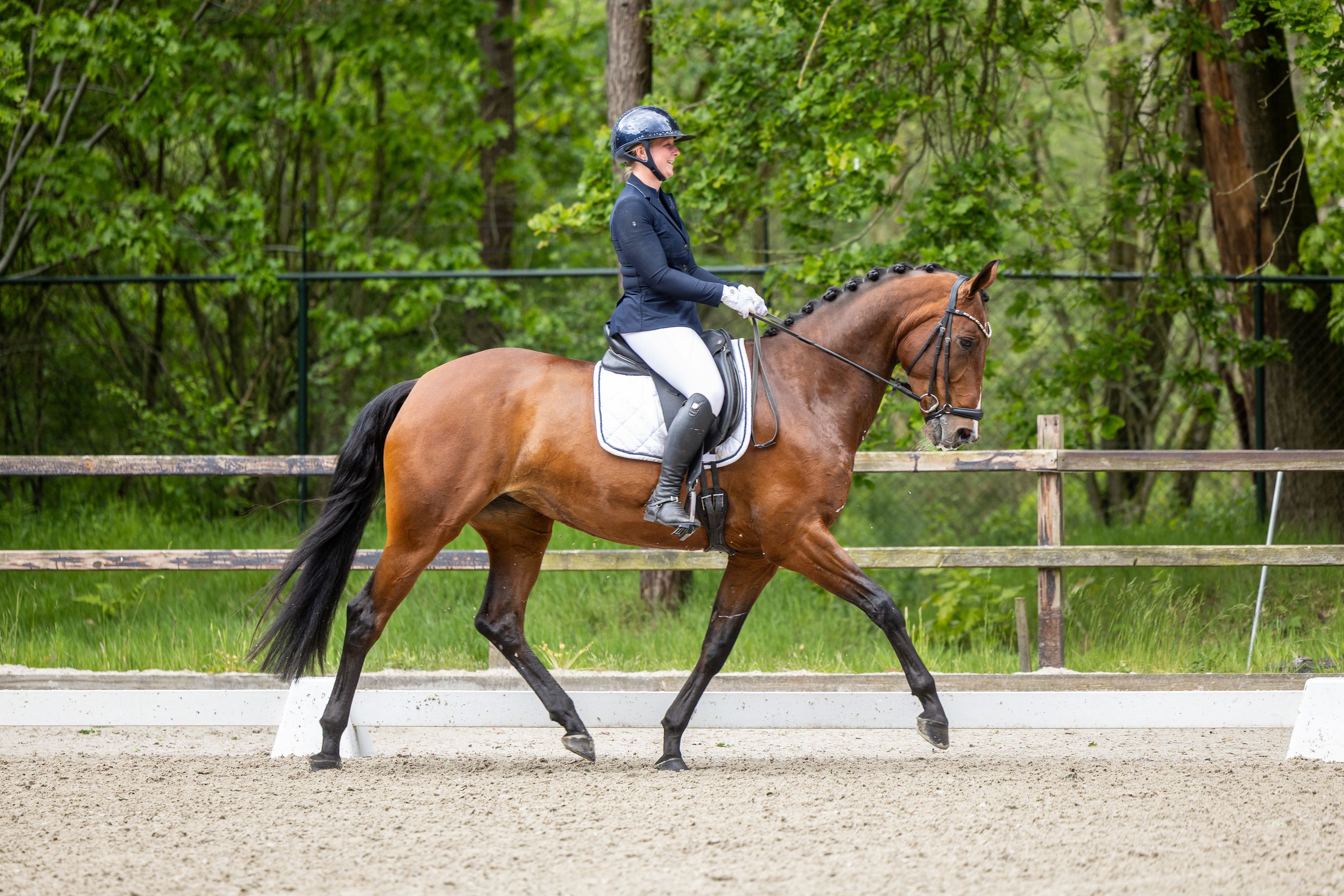 kwpn dressuurpaard merrie 8 jaar bruin te koop - Foto 2