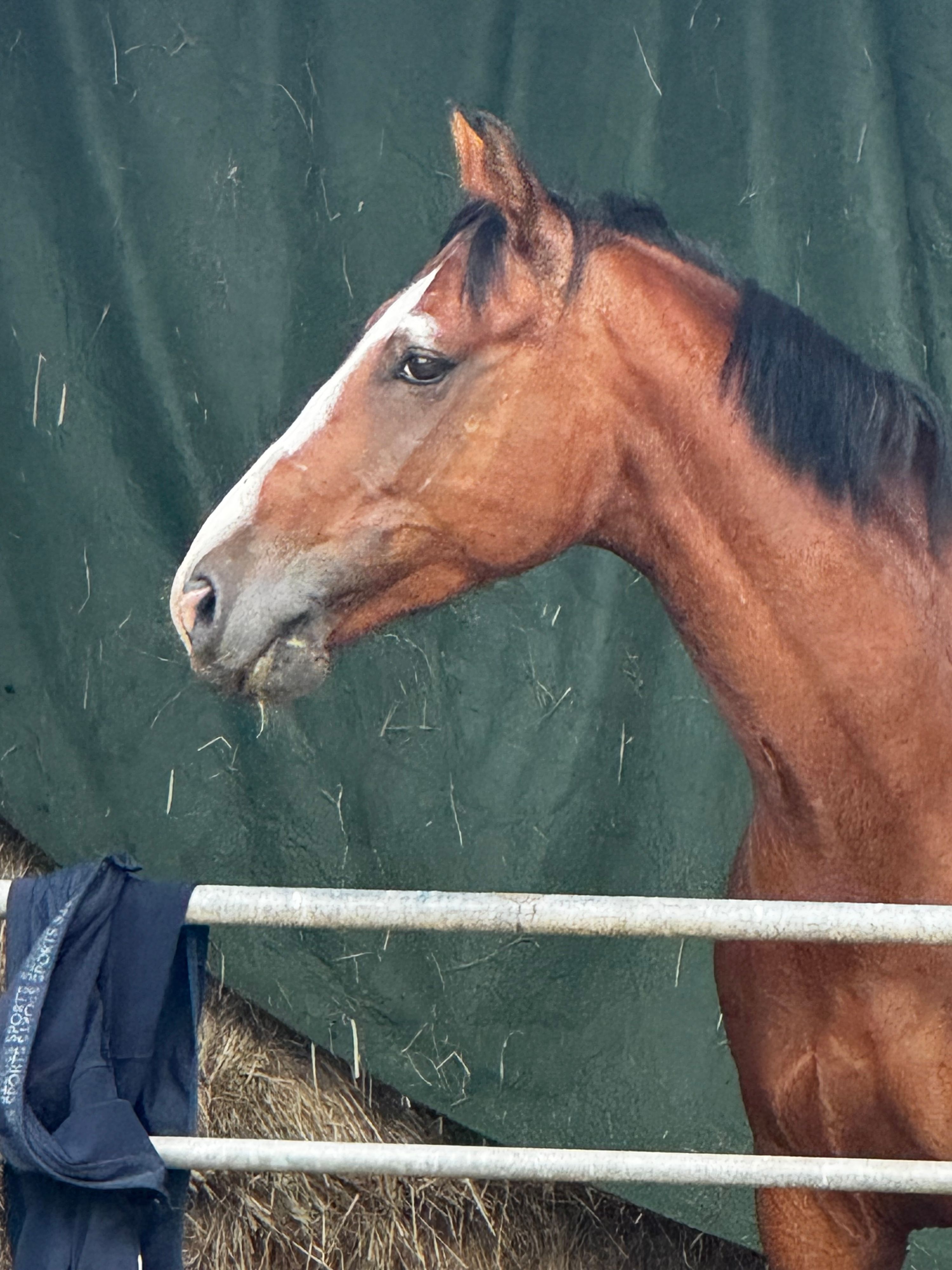 kwpn springpaard ruin 5 años bruin en venta - Foto 2