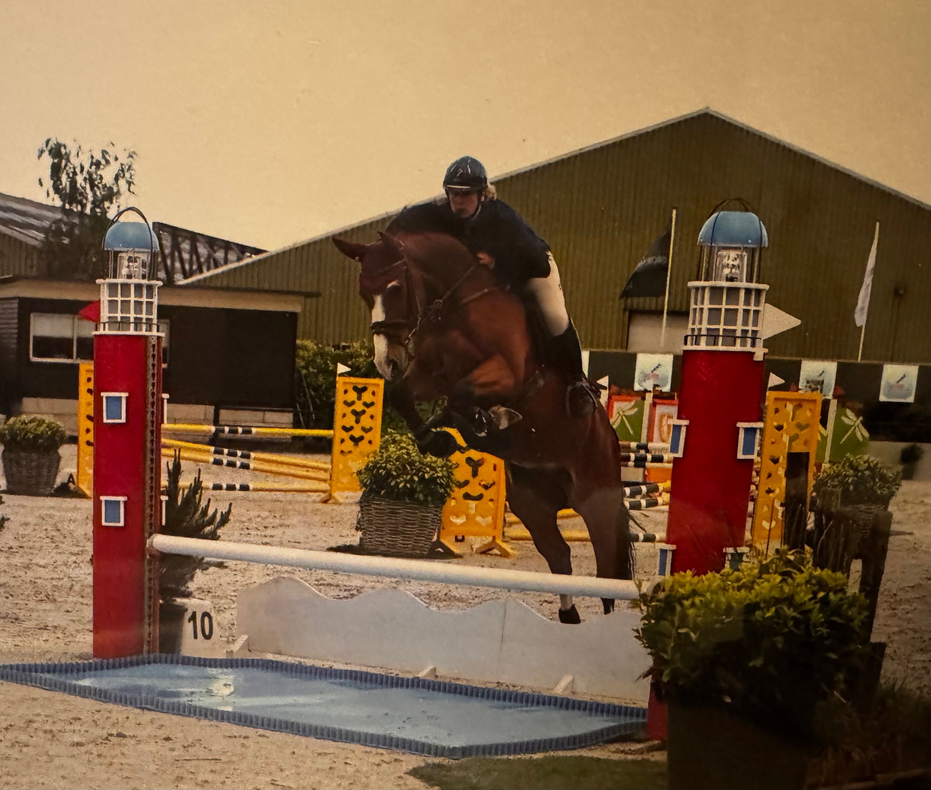Bonito caballo de deporte de 5 años