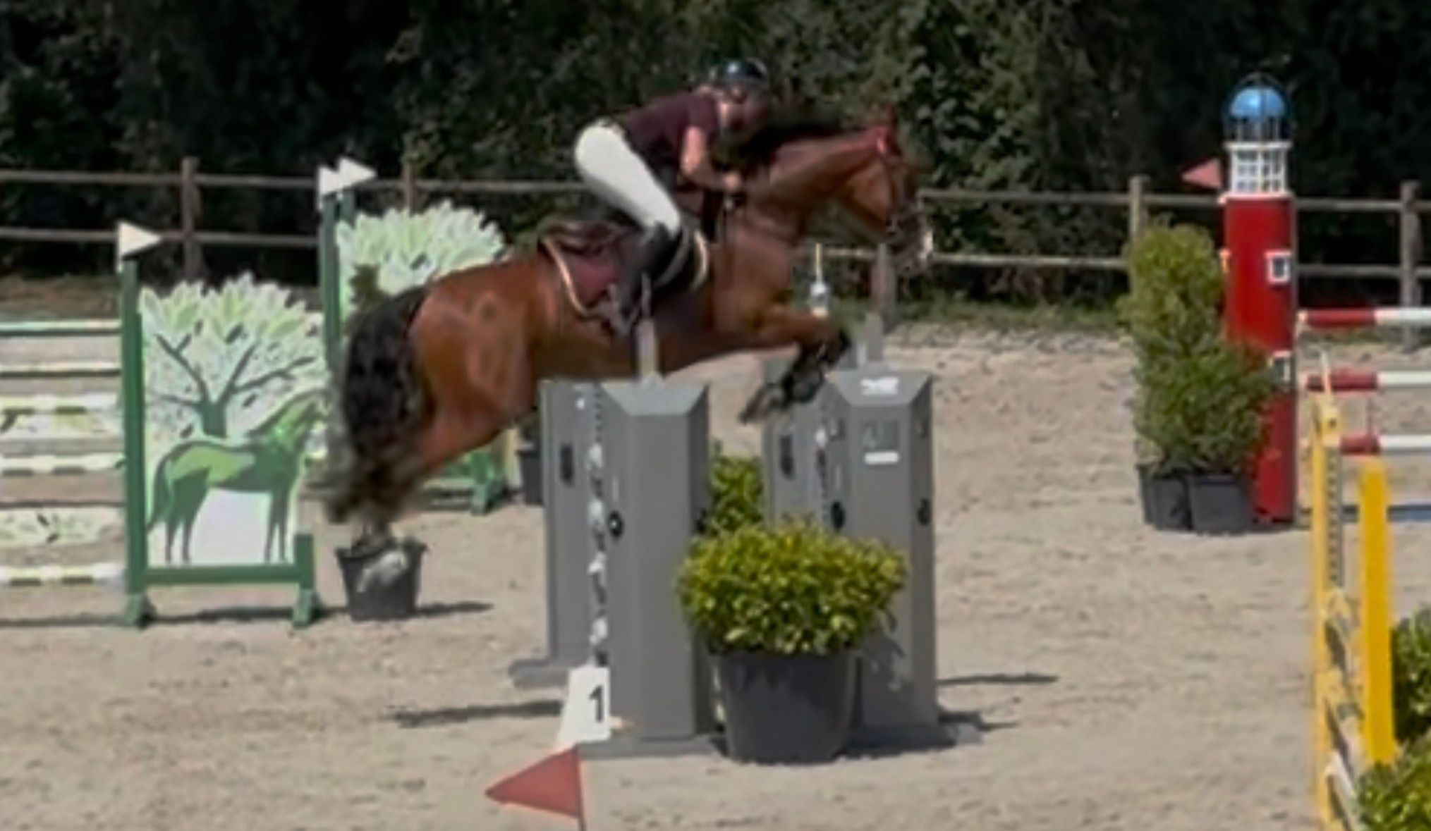 kwpn springpaard ruin 5 años bruin en venta - Foto 5