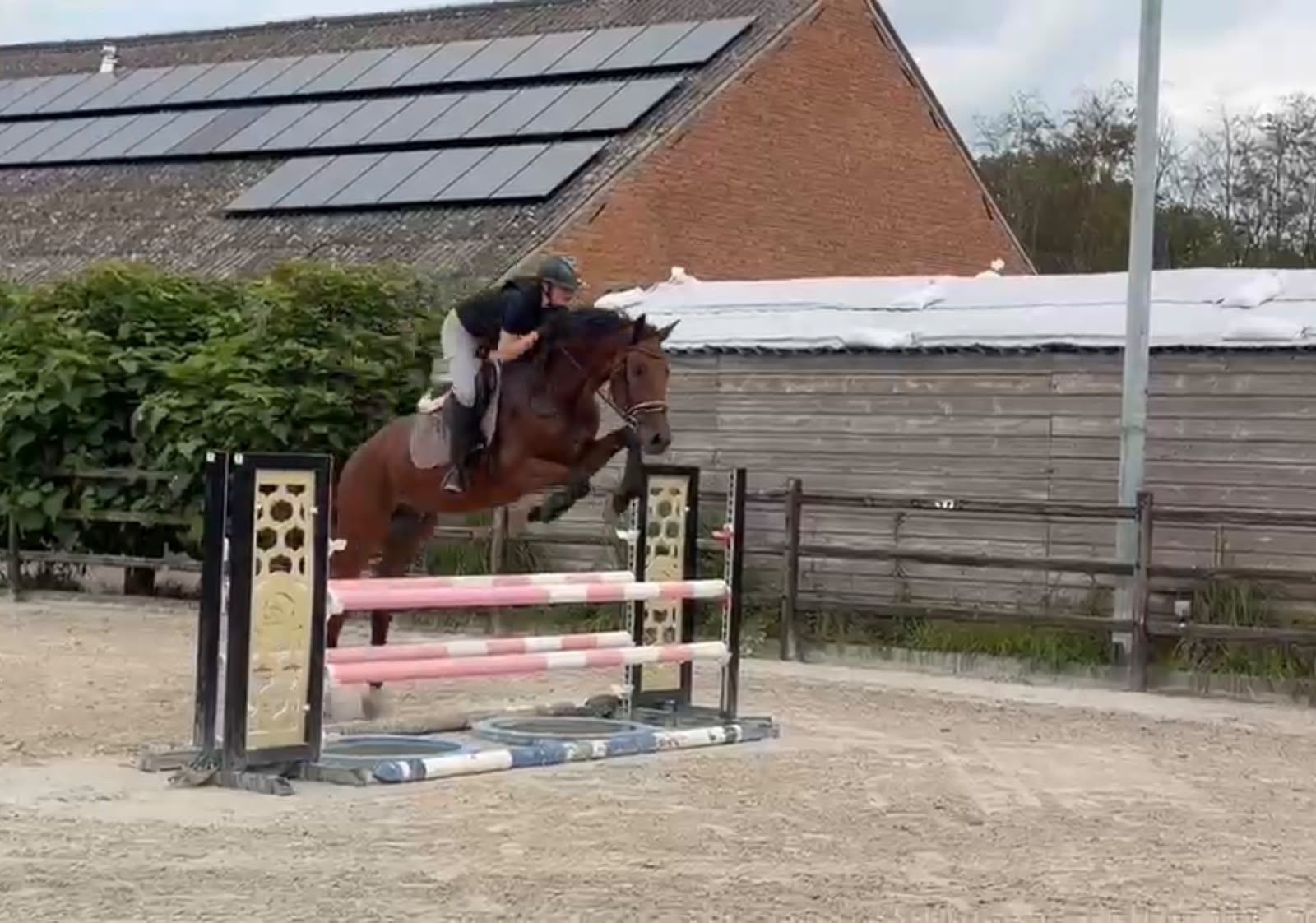 kwpn allrounder ruin 5 Jahre alt bruin zu verkaufen - Foto 3