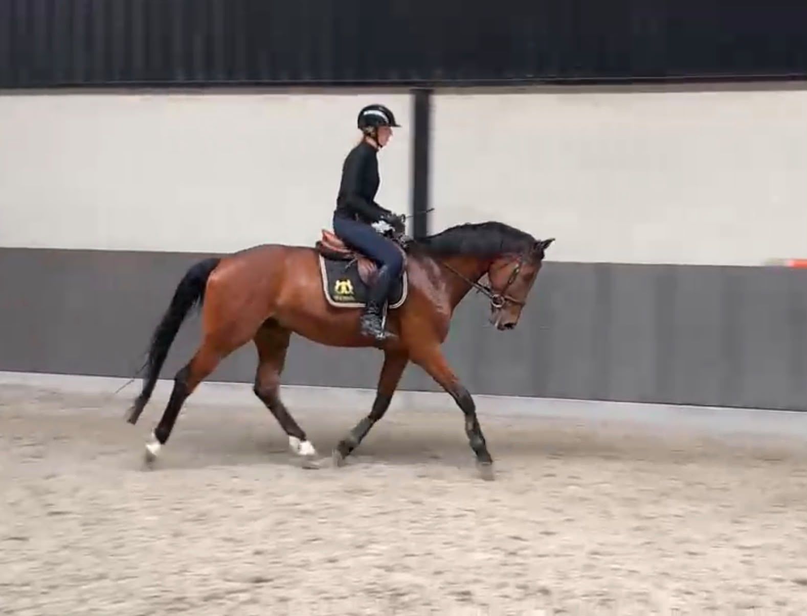 kwpn allrounder ruin 5 Jahre alt bruin zu verkaufen - Foto 4