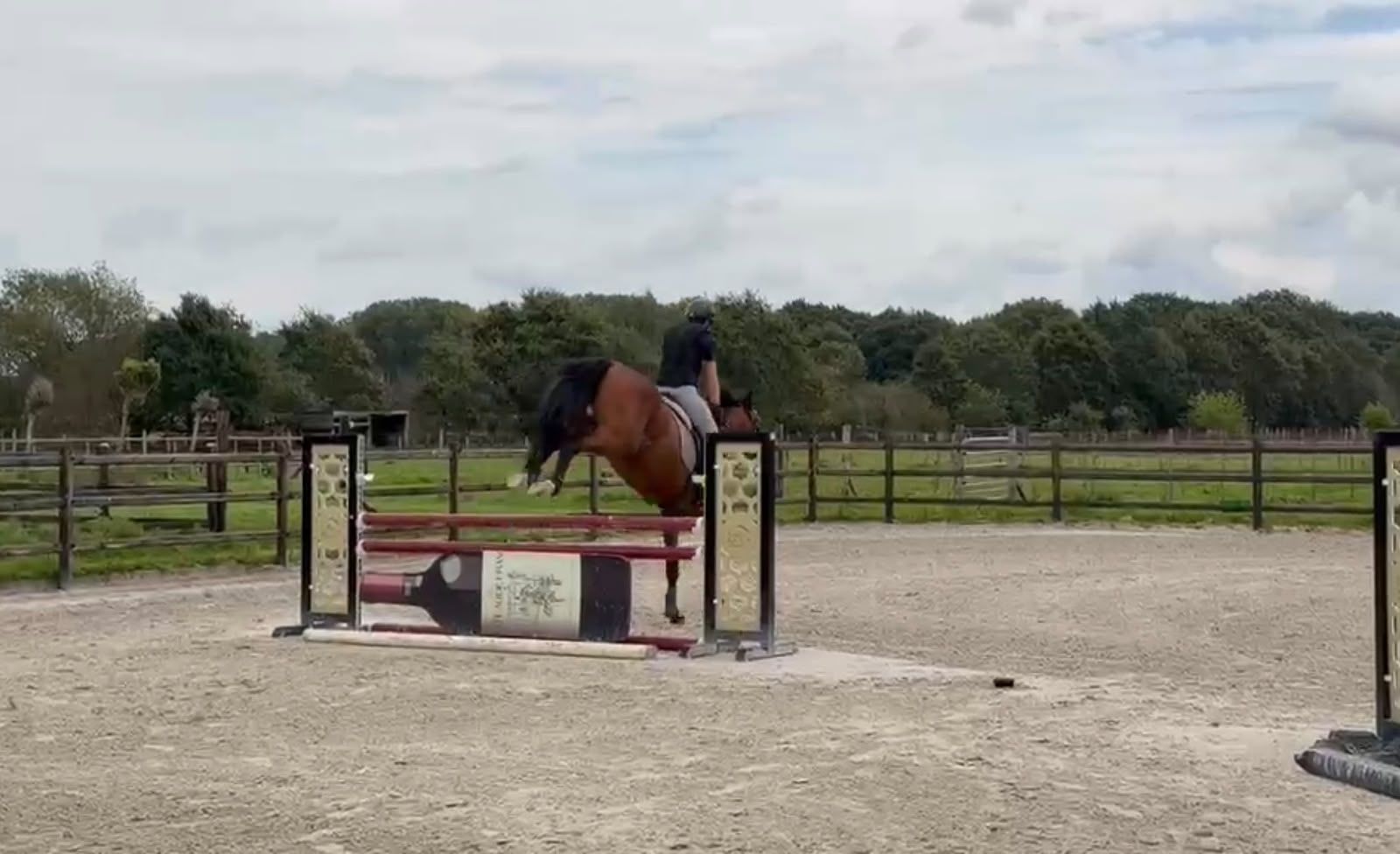 kwpn allrounder ruin 5 Jahre alt bruin zu verkaufen - Foto 5